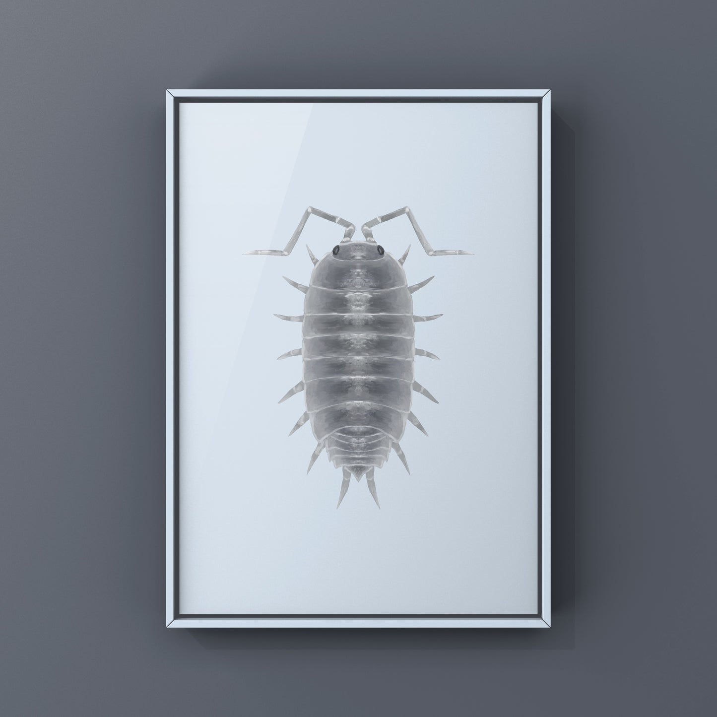 Powder Blue Isopod, Porcellionides pruinosus “Powder Blue”, Photographic Art Print from The Silk Ranch