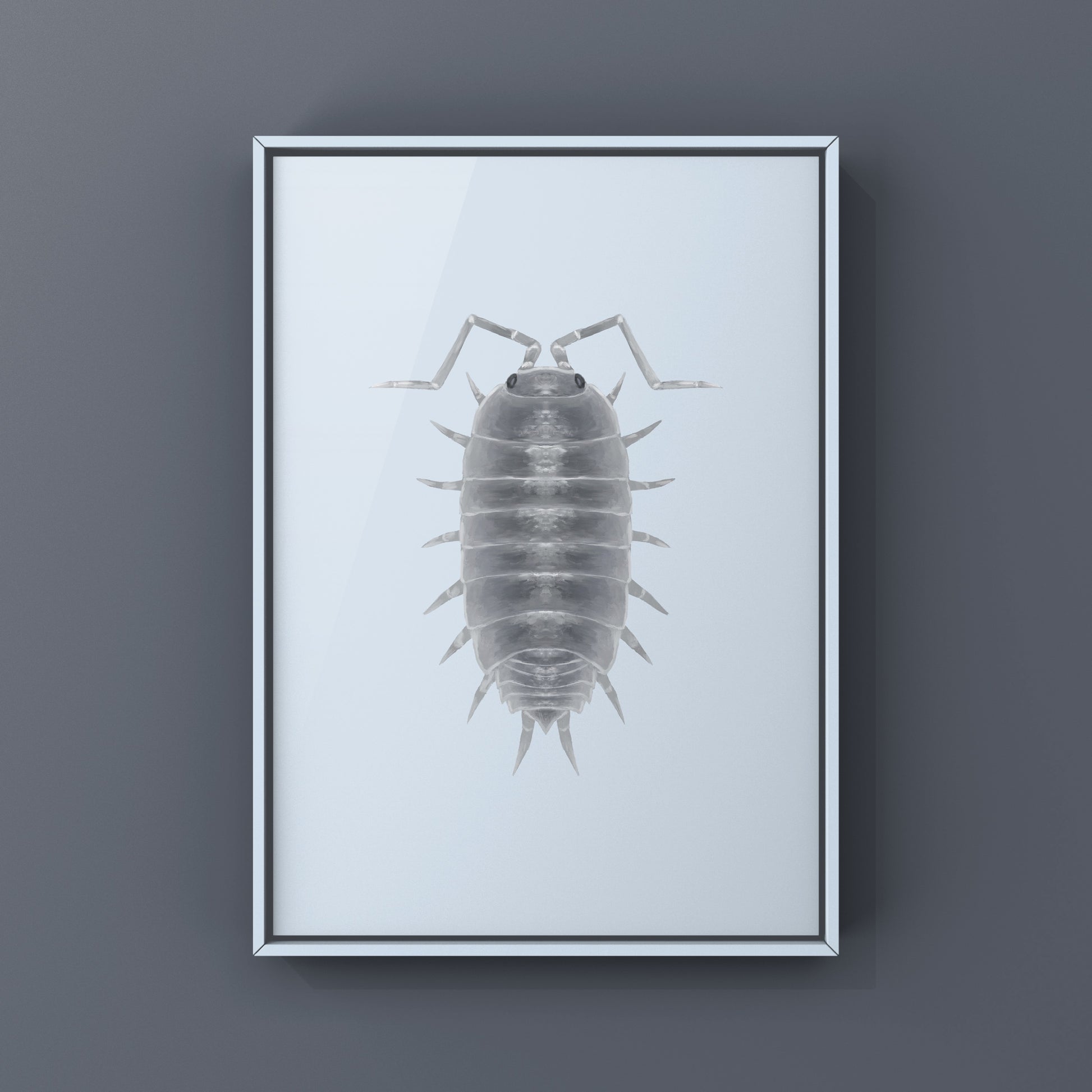 Powder Blue Isopod, Porcellionides pruinosus “Powder Blue”, Photographic Art Print from The Silk Ranch