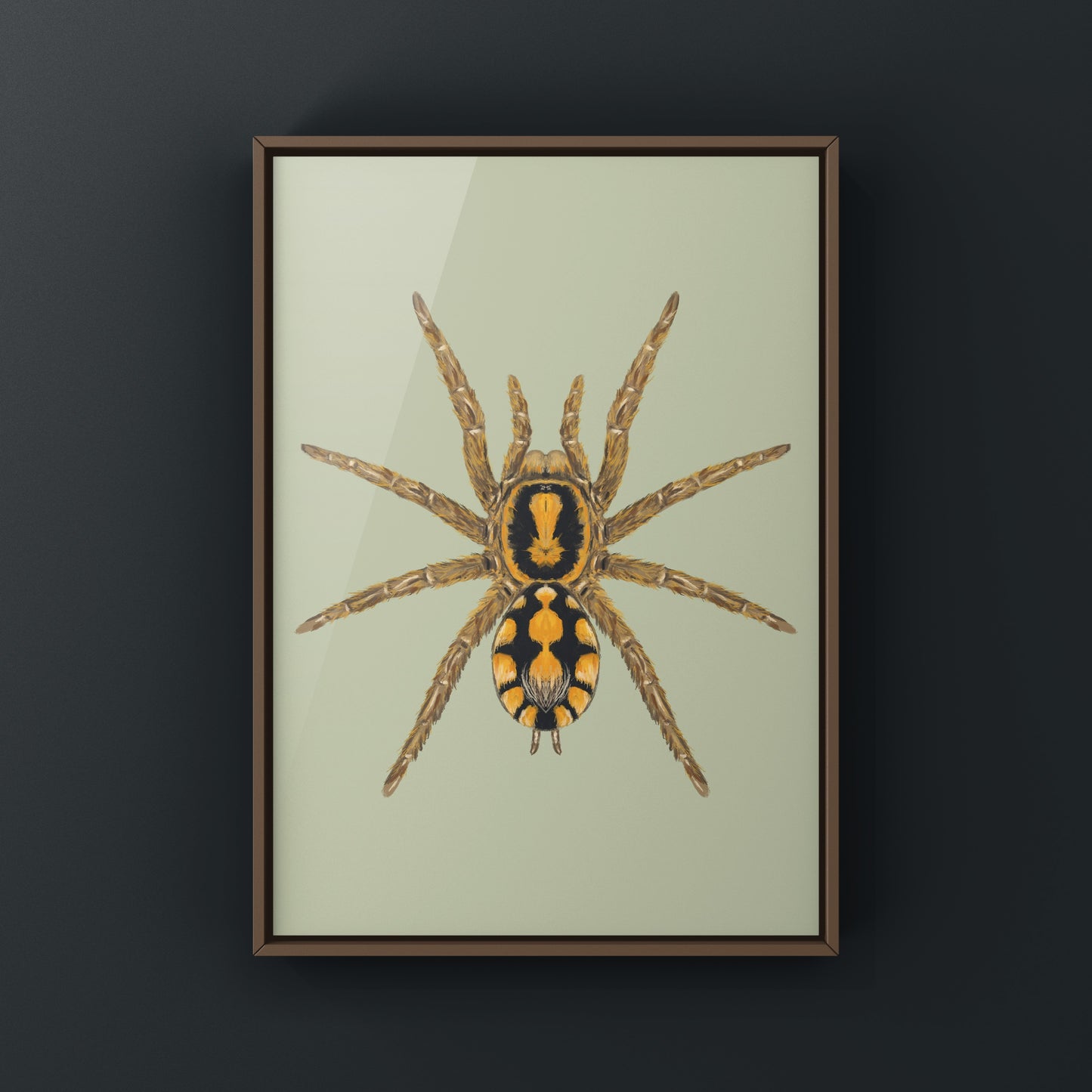 Pumpkin Patch Tarantula, Hapalopus formosus, Photographic Art Print from The Silk Ranch