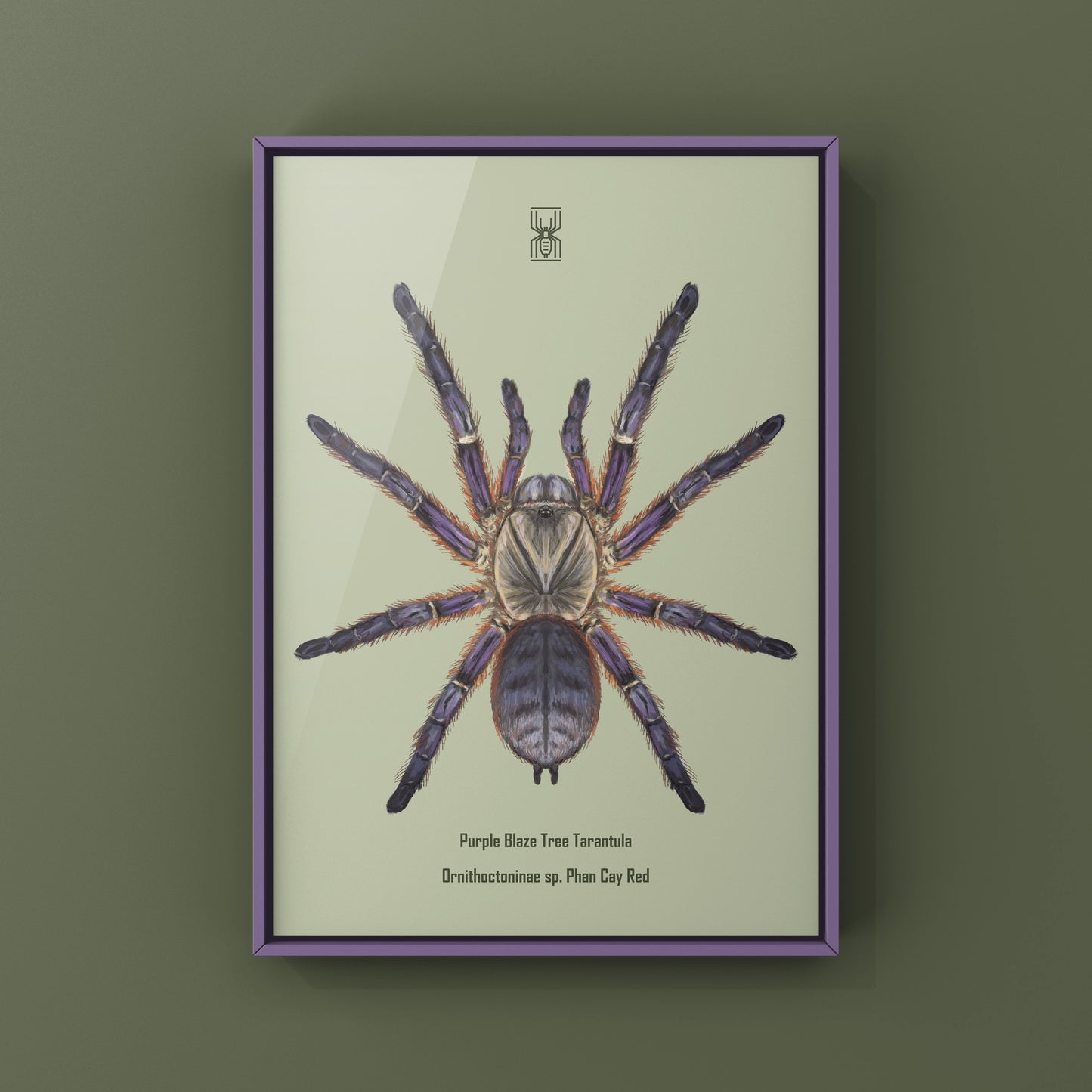 Purple Blaze Tree Tarantula, Ornithoctoninae Sp. Phan Cay Red, Photographic Art Print from The Silk Ranch