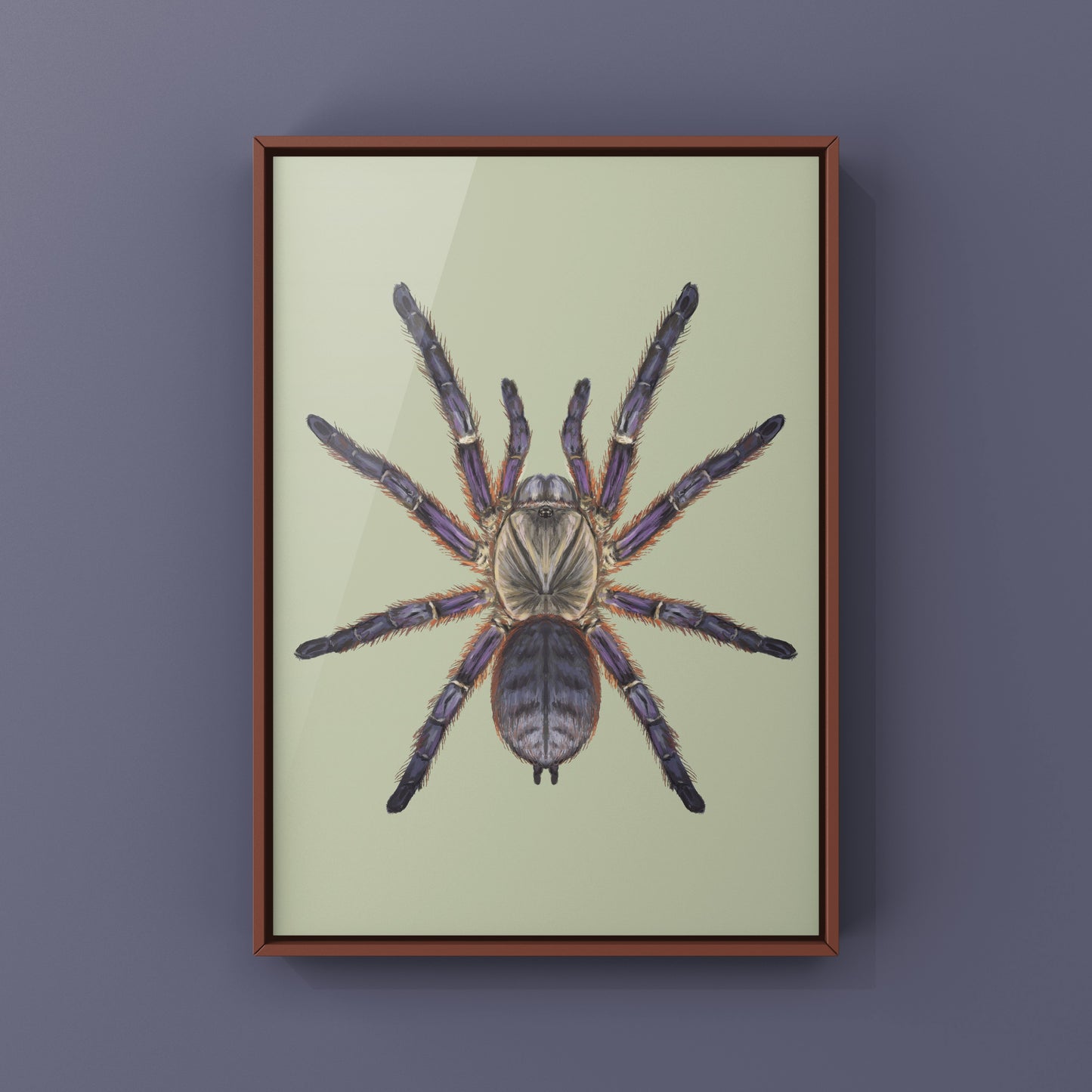 Purple Blaze Tree Tarantula, Ornithoctoninae Sp. Phan Cay Red, Photographic Art Print from The Silk Ranch