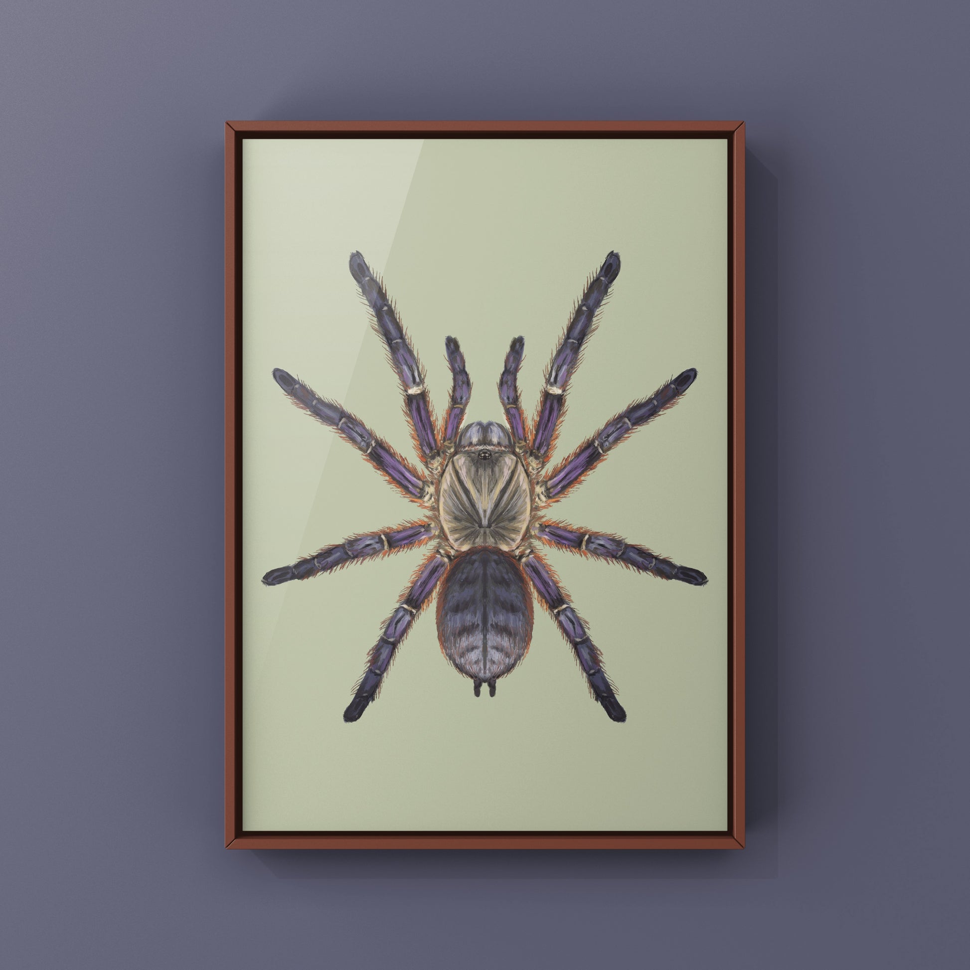 Purple Blaze Tree Tarantula, Ornithoctoninae Sp. Phan Cay Red, Photographic Art Print from The Silk Ranch