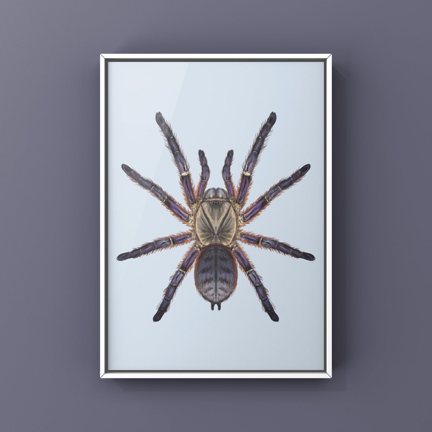 Purple Blaze Tree Tarantula, Ornithoctoninae Sp. Phan Cay Red, Photographic Art Print from The Silk Ranch