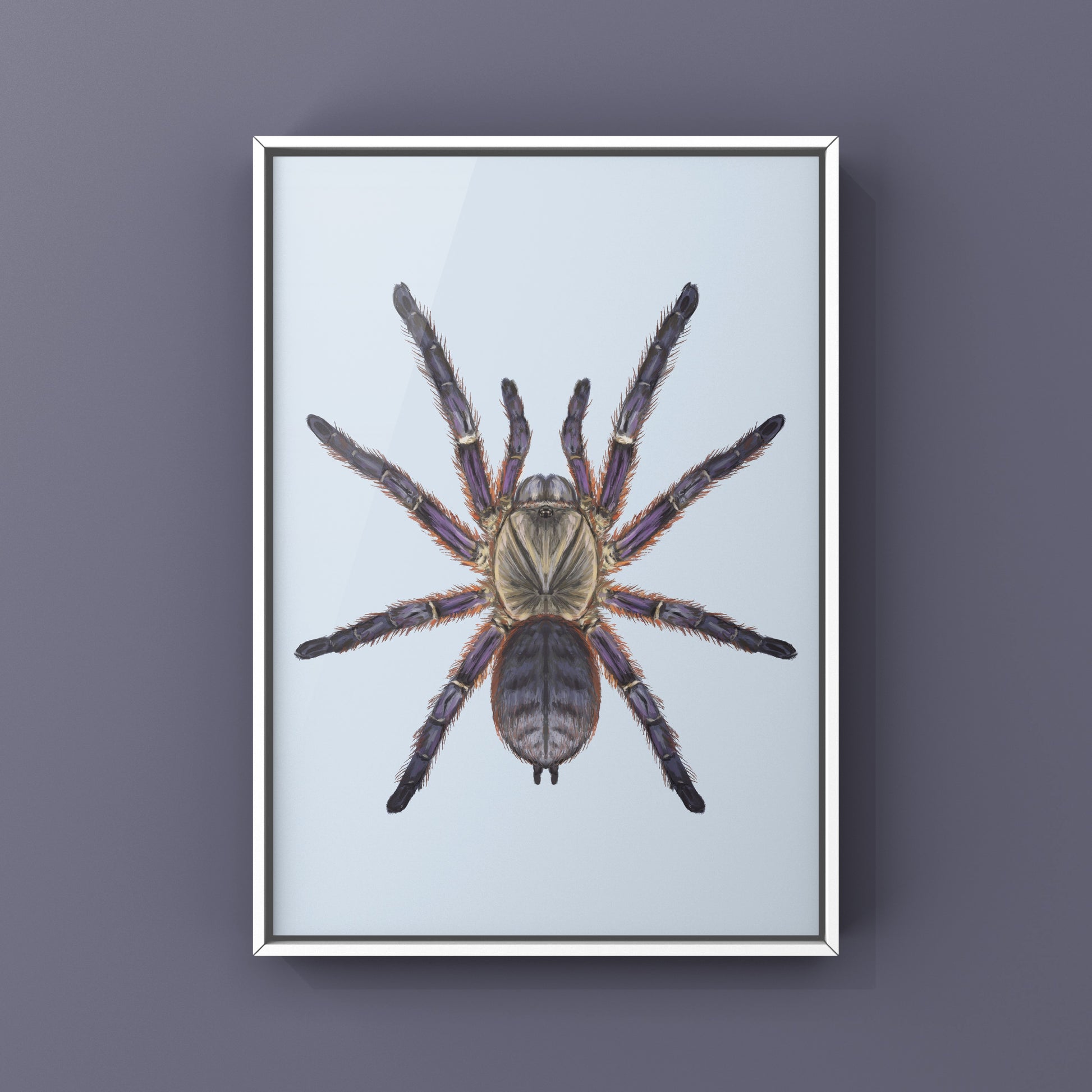 Purple Blaze Tree Tarantula, Ornithoctoninae Sp. Phan Cay Red, Photographic Art Print from The Silk Ranch