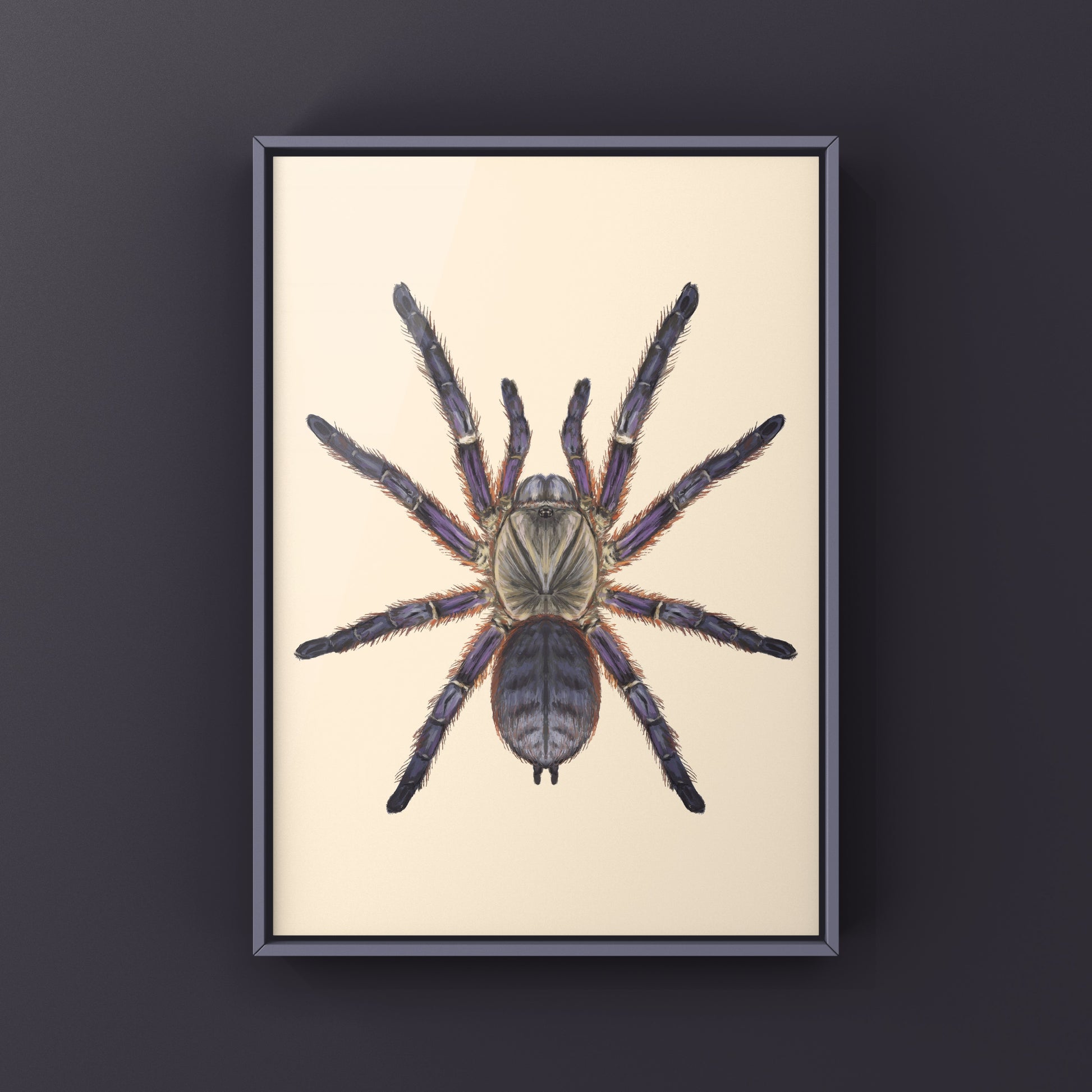 Purple Blaze Tree Tarantula, Ornithoctoninae Sp. Phan Cay Red, Photographic Art Print from The Silk Ranch