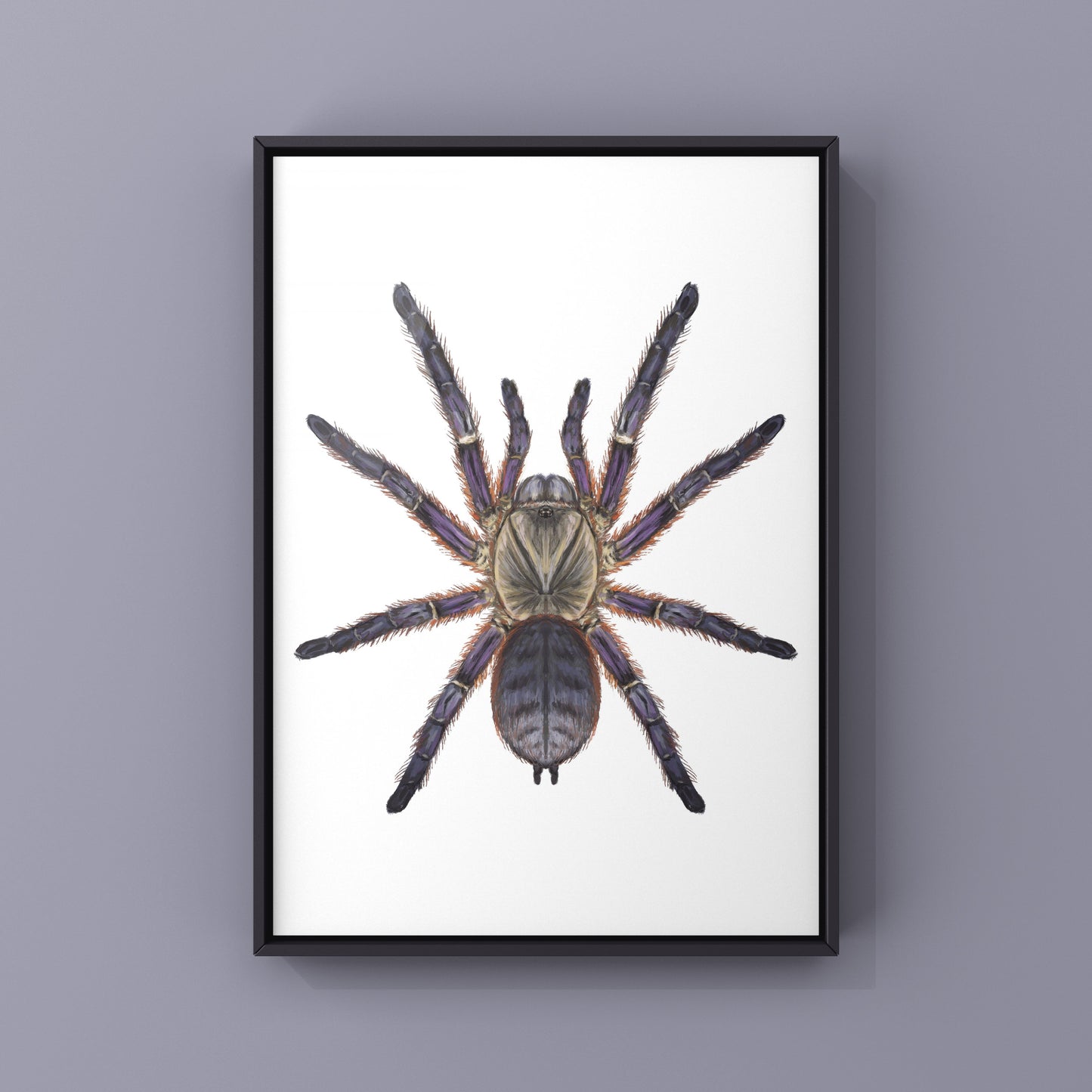 Purple Blaze Tree Tarantula, Ornithoctoninae Sp. Phan Cay Red, Photographic Art Print from The Silk Ranch