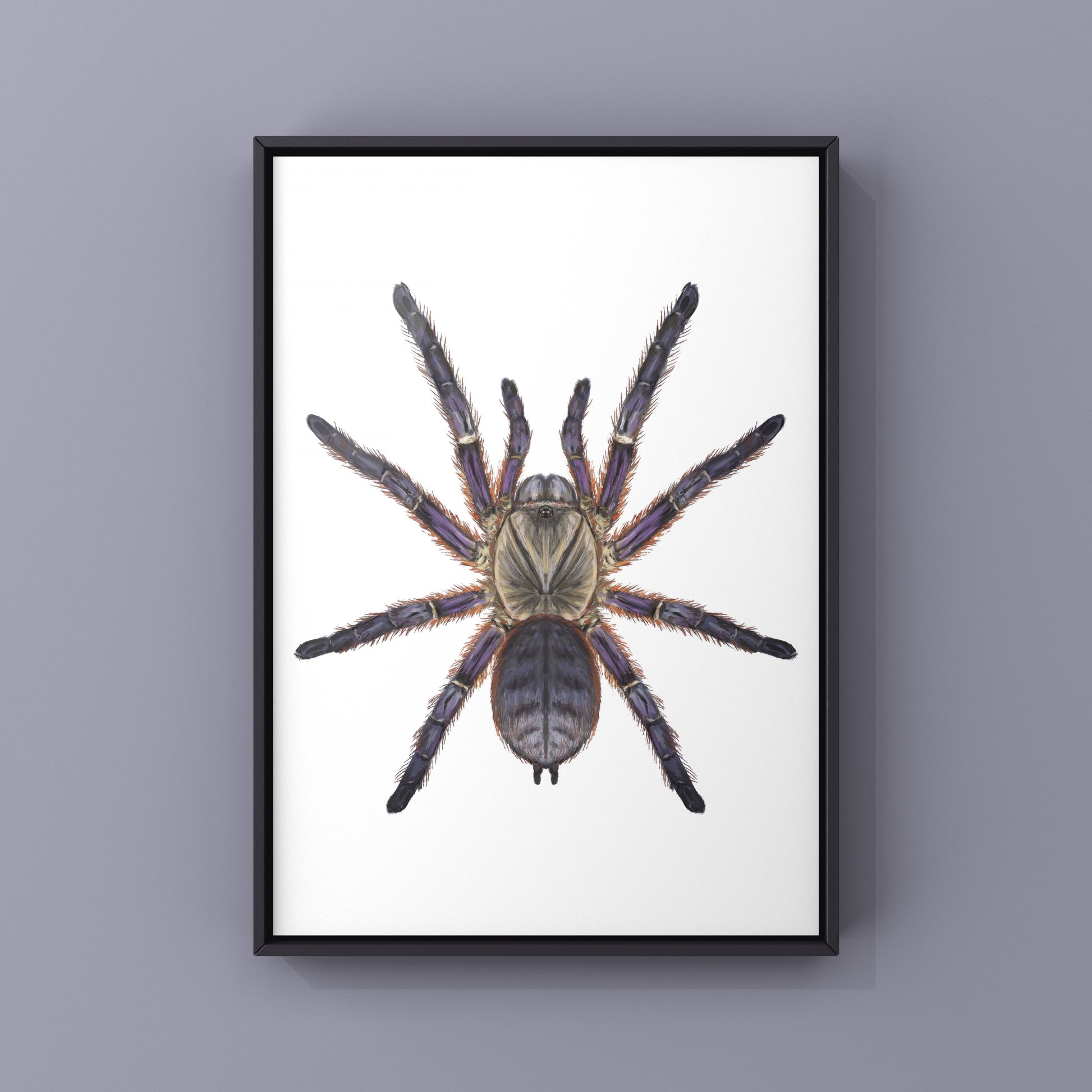 Purple Blaze Tree Tarantula, Ornithoctoninae Sp. Phan Cay Red, Photographic Art Print from The Silk Ranch