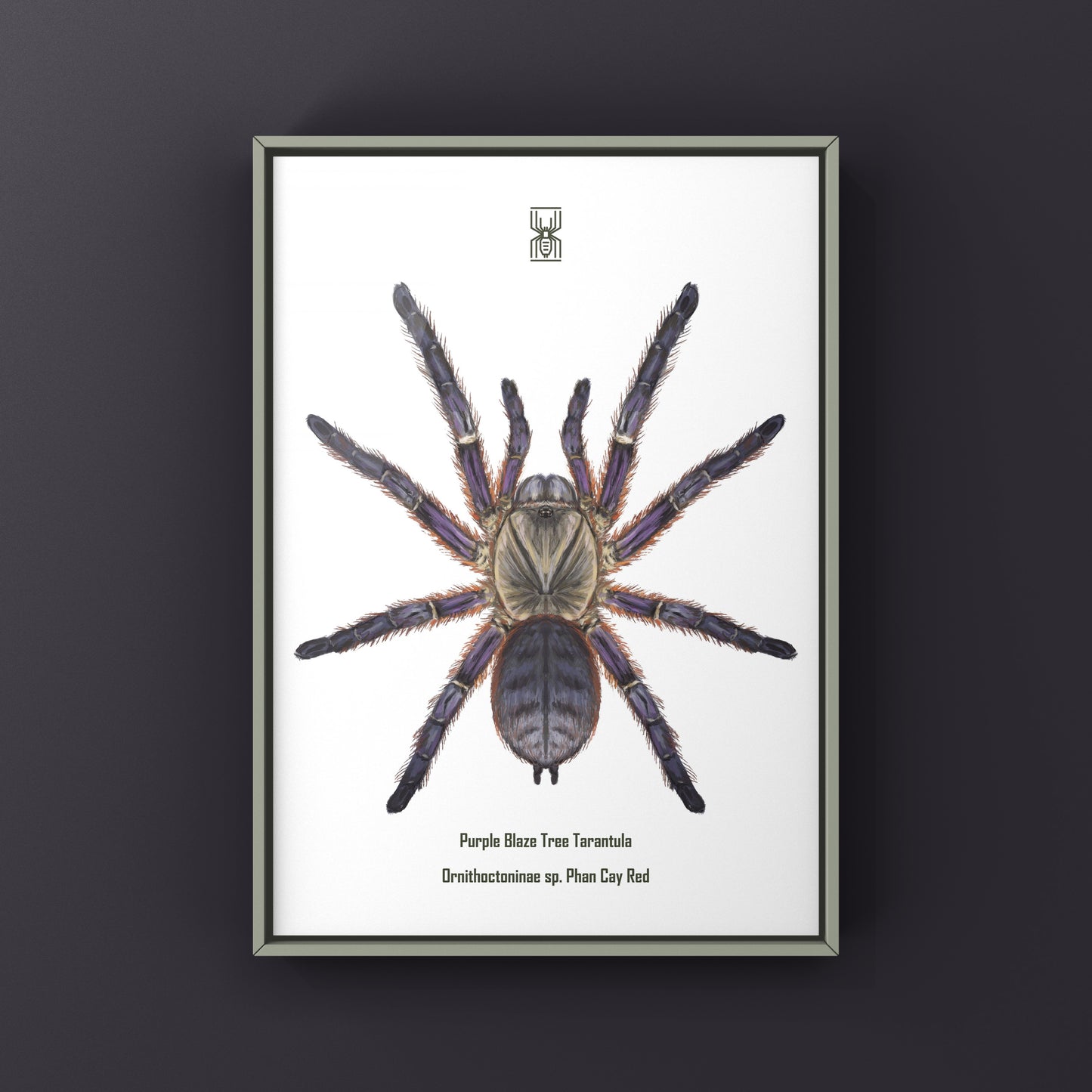 Purple Blaze Tree Tarantula, Ornithoctoninae Sp. Phan Cay Red, Photographic Art Print from The Silk Ranch