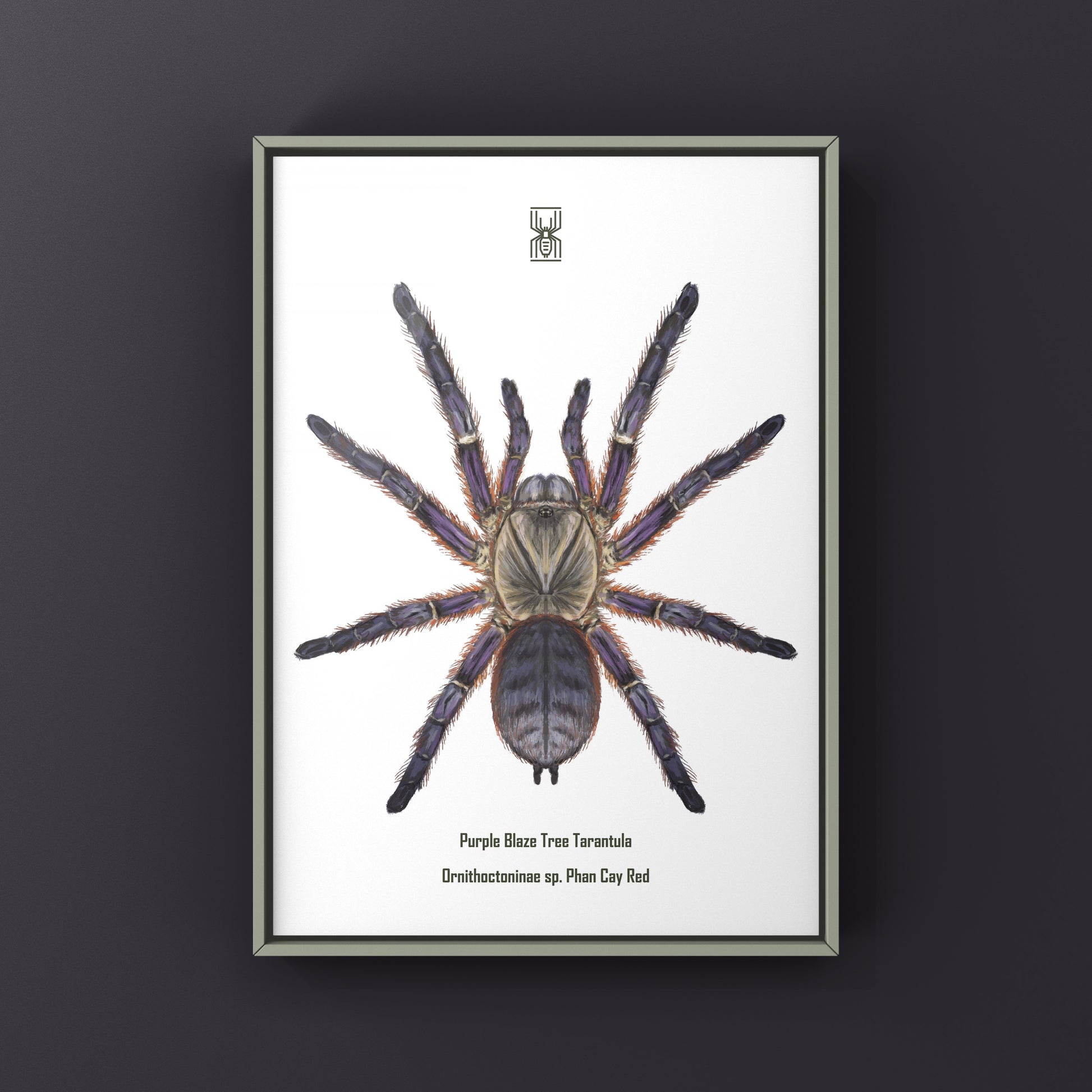 Purple Blaze Tree Tarantula, Ornithoctoninae Sp. Phan Cay Red, Photographic Art Print from The Silk Ranch