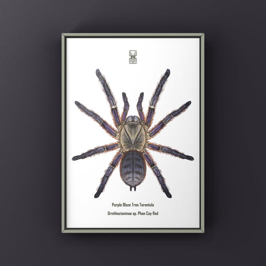 Purple Blaze Tree Tarantula, Ornithoctoninae Sp. Phan Cay Red, Photographic Art Print from The Silk Ranch