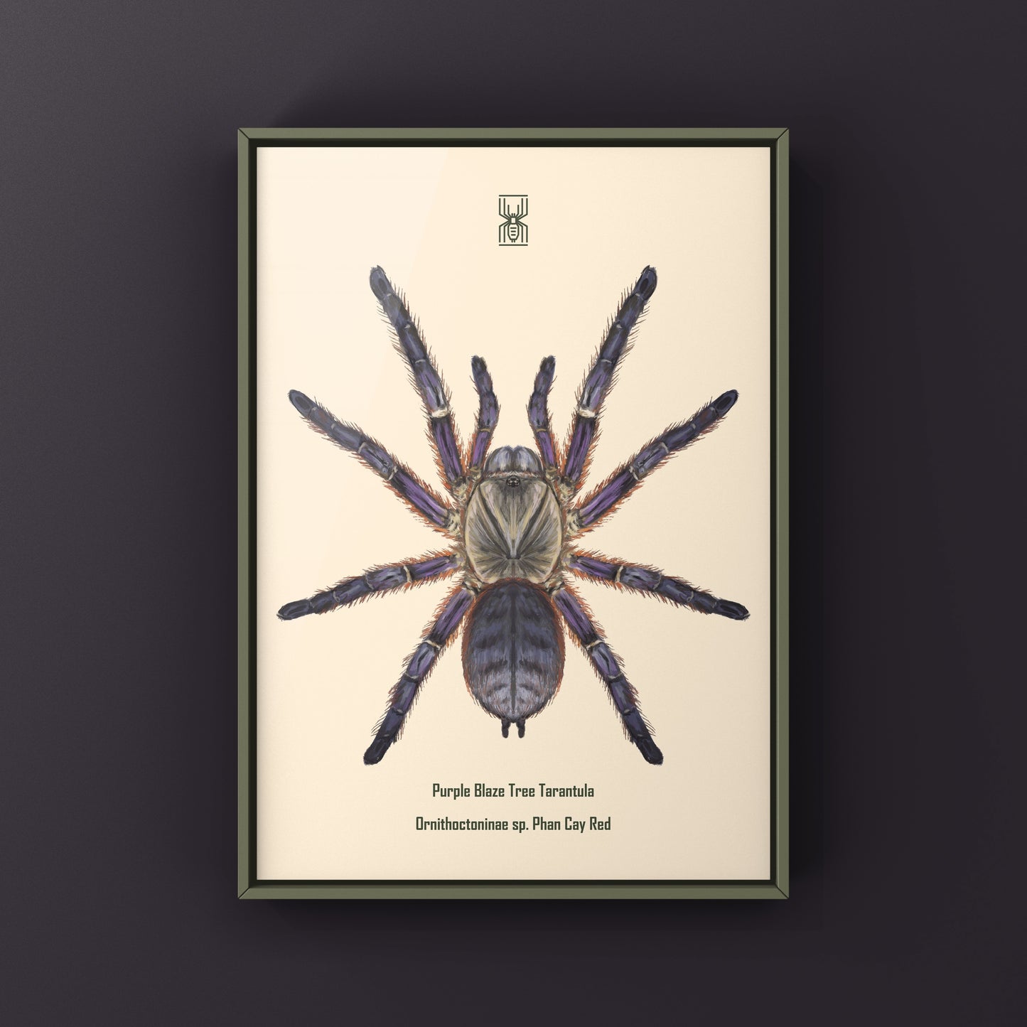 Purple Blaze Tree Tarantula, Ornithoctoninae Sp. Phan Cay Red, Photographic Art Print from The Silk Ranch