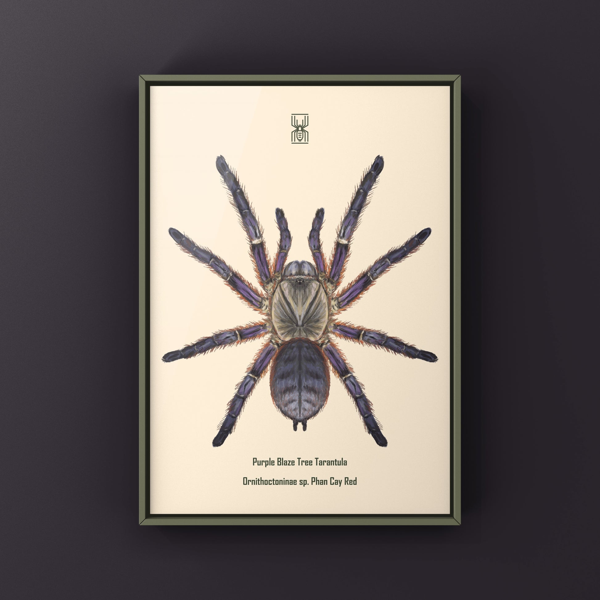 Purple Blaze Tree Tarantula, Ornithoctoninae Sp. Phan Cay Red, Photographic Art Print from The Silk Ranch