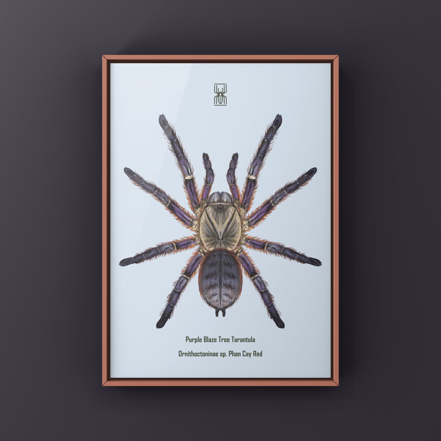 Purple Blaze Tree Tarantula, Ornithoctoninae Sp. Phan Cay Red, Photographic Art Print from The Silk Ranch