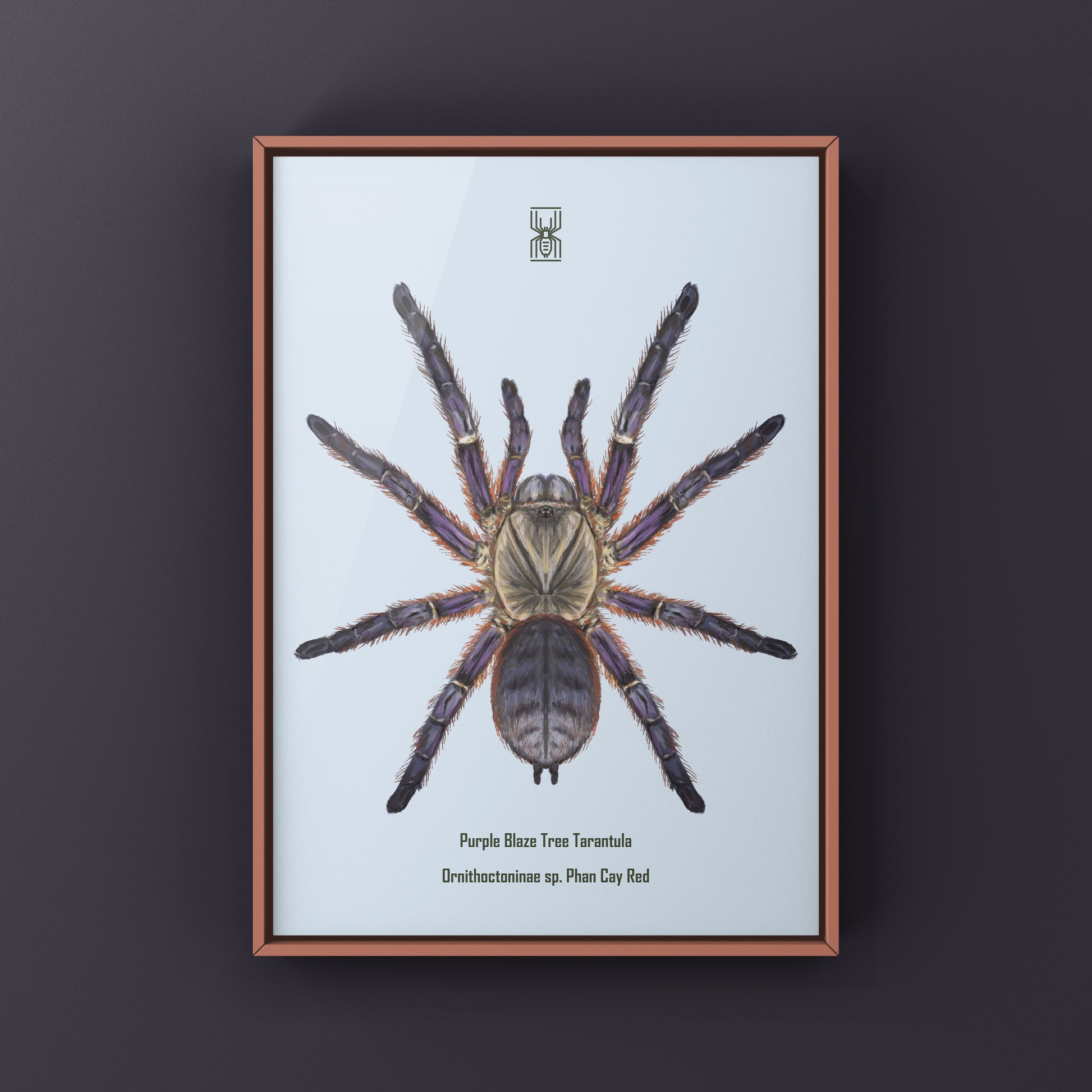 Purple Blaze Tree Tarantula, Ornithoctoninae Sp. Phan Cay Red, Photographic Art Print from The Silk Ranch