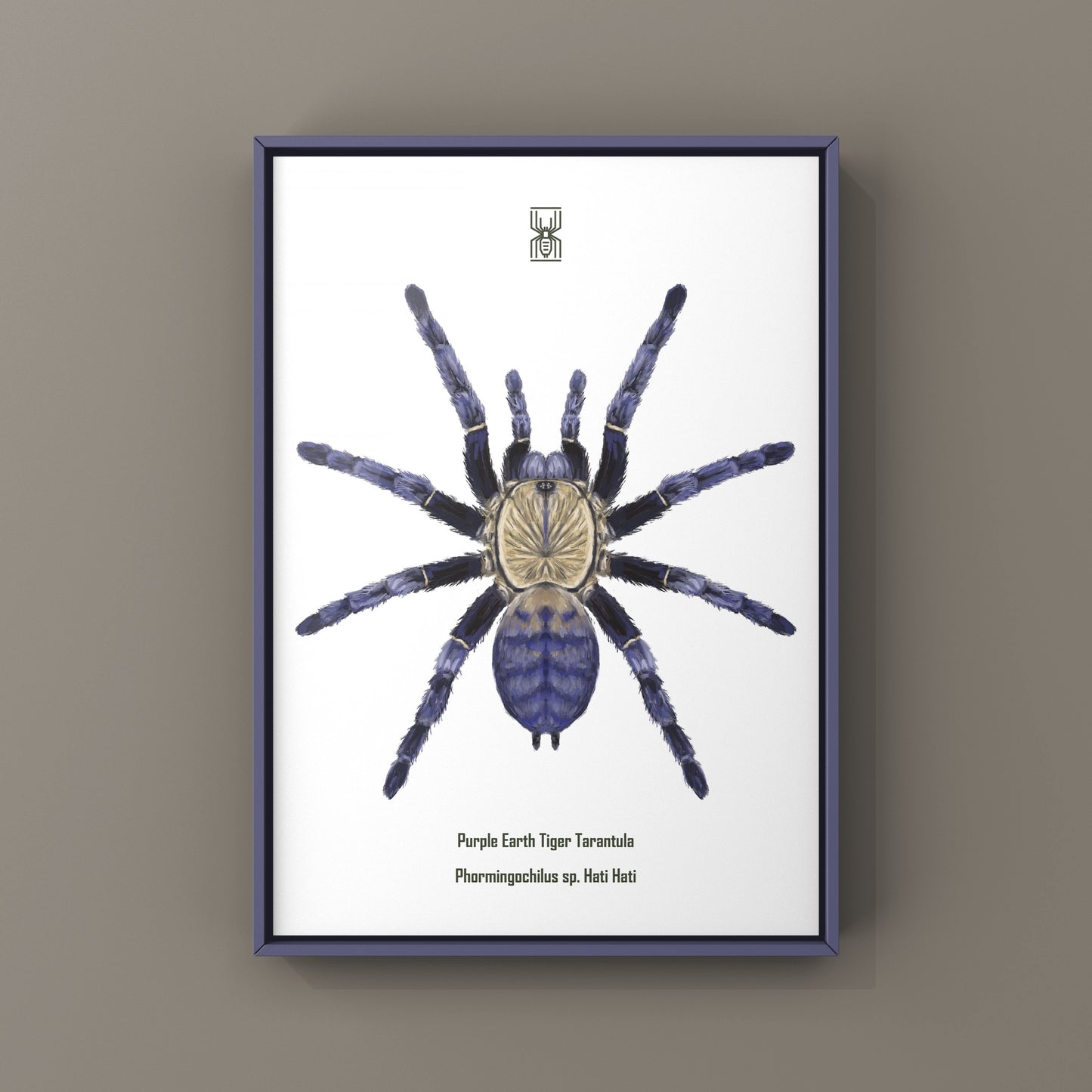 Purple Earth Tiger Tarantula, Phormingochilus Sp Hati Hati, Photographic Art Print from The Silk Ranch