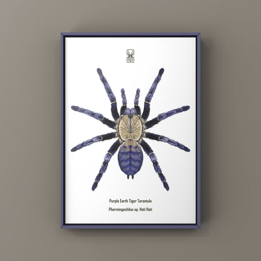 Purple Earth Tiger Tarantula, Phormingochilus Sp Hati Hati, Photographic Art Print from The Silk Ranch