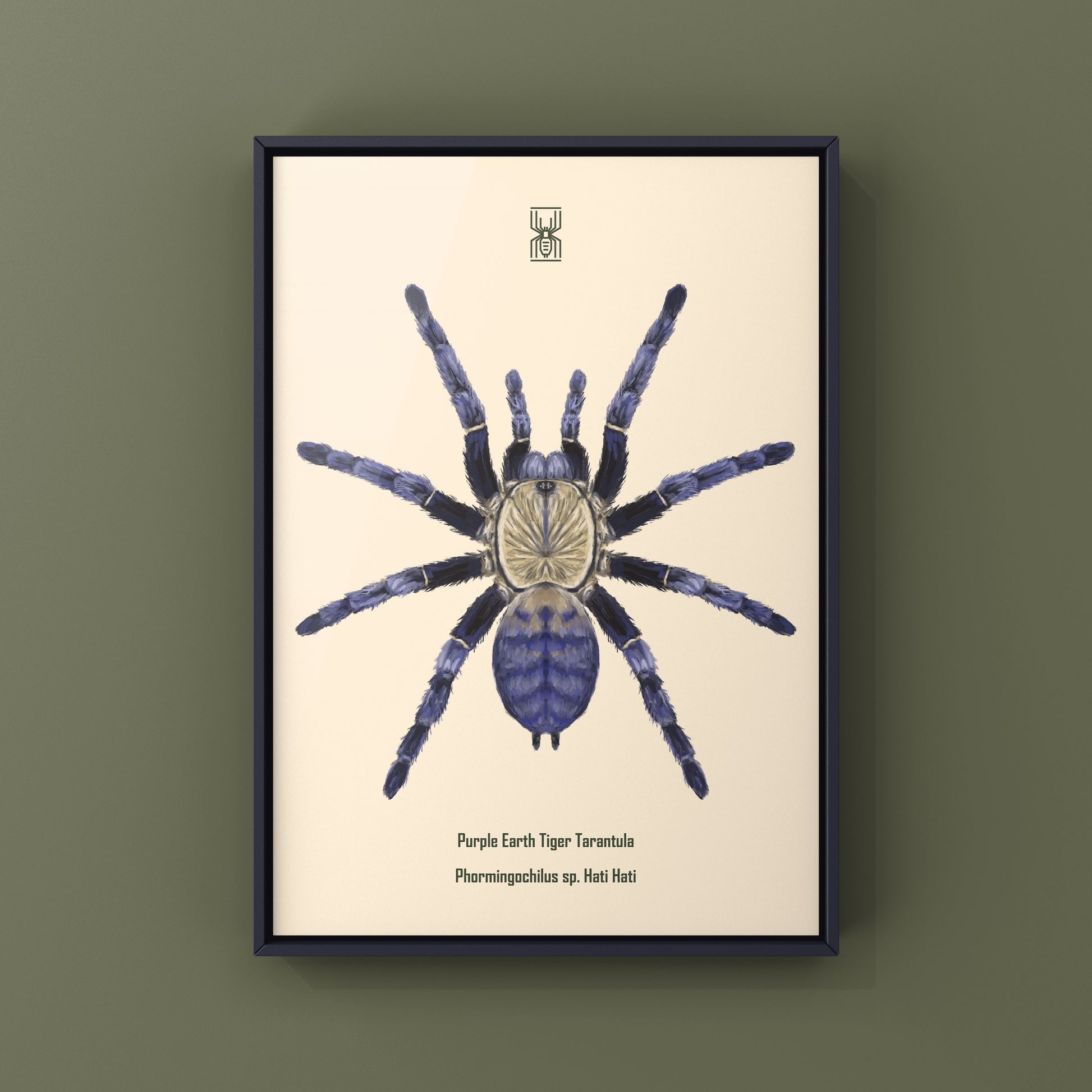 Purple Earth Tiger Tarantula, Phormingochilus Sp Hati Hati, Photographic Art Print from The Silk Ranch