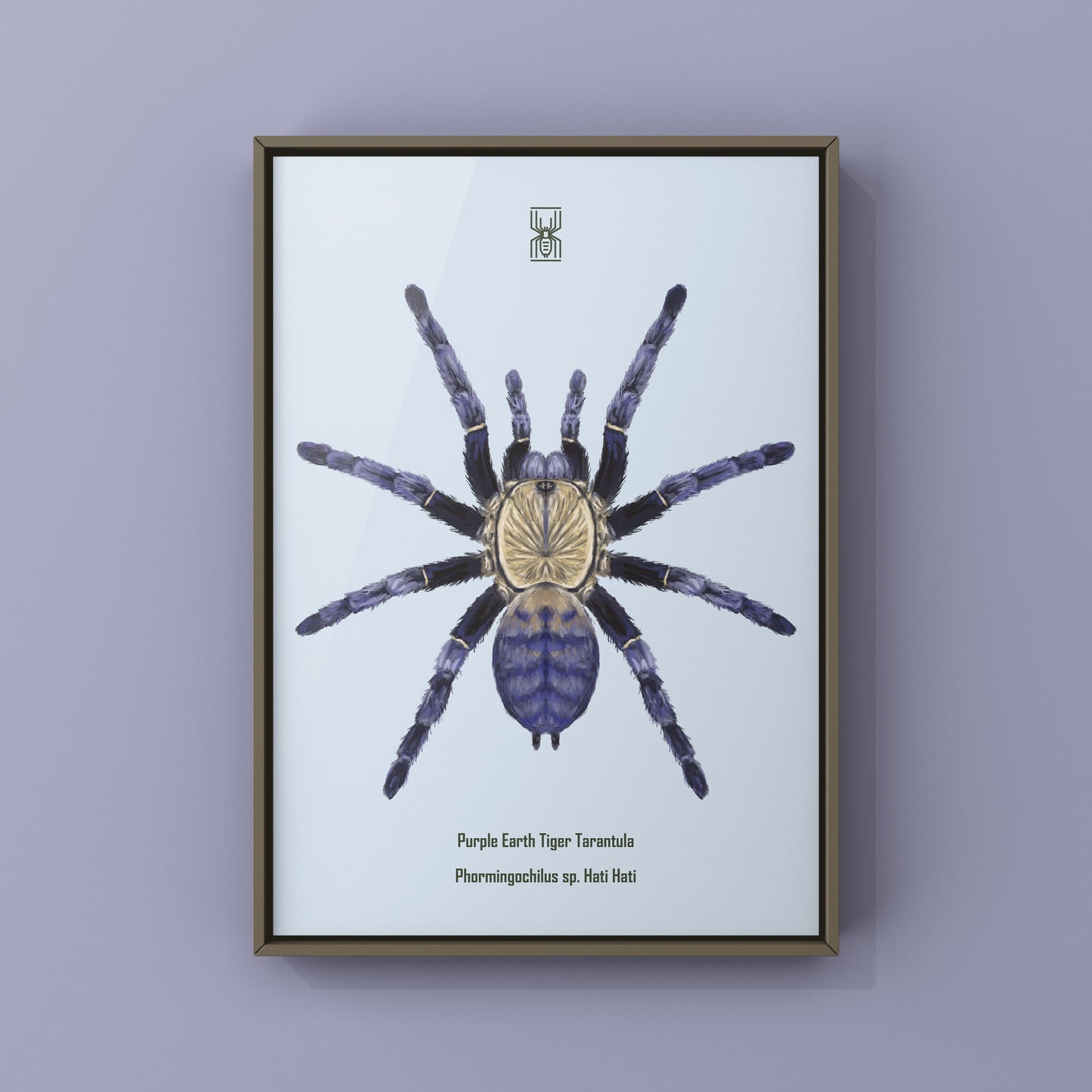 Purple Earth Tiger Tarantula, Phormingochilus Sp Hati Hati, Photographic Art Print from The Silk Ranch