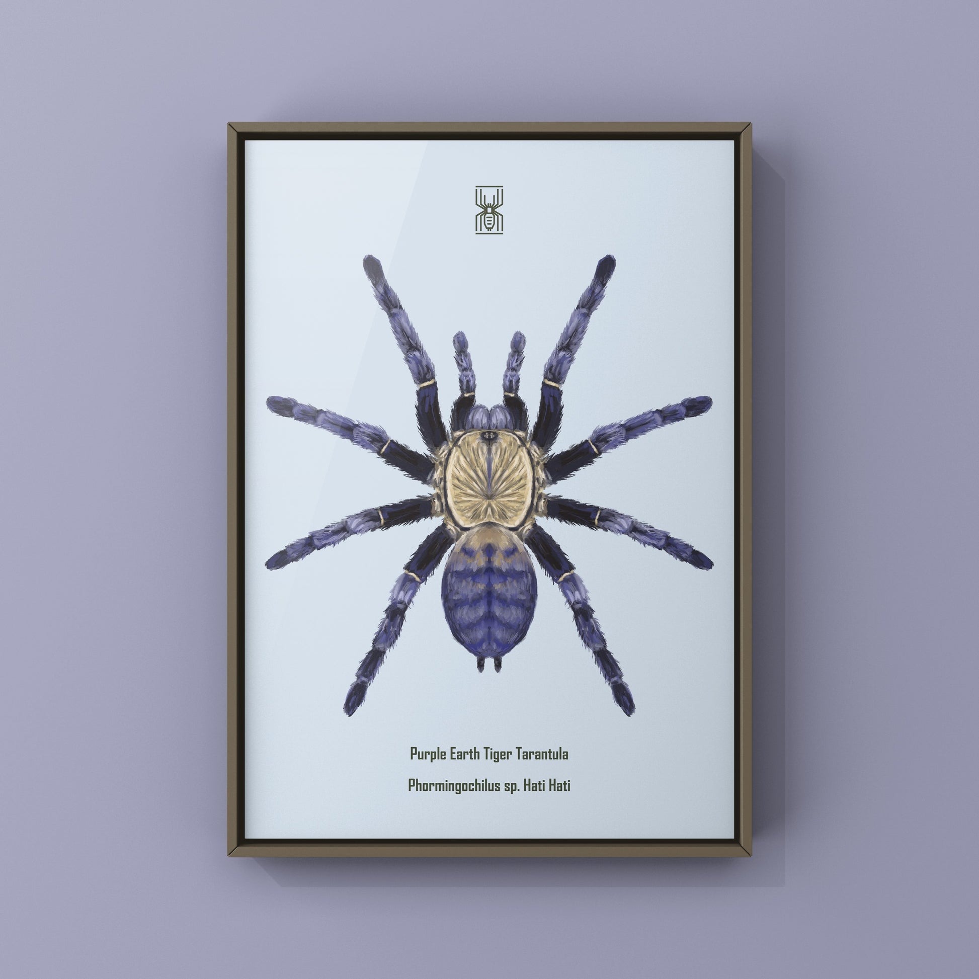 Purple Earth Tiger Tarantula, Phormingochilus Sp Hati Hati, Photographic Art Print from The Silk Ranch