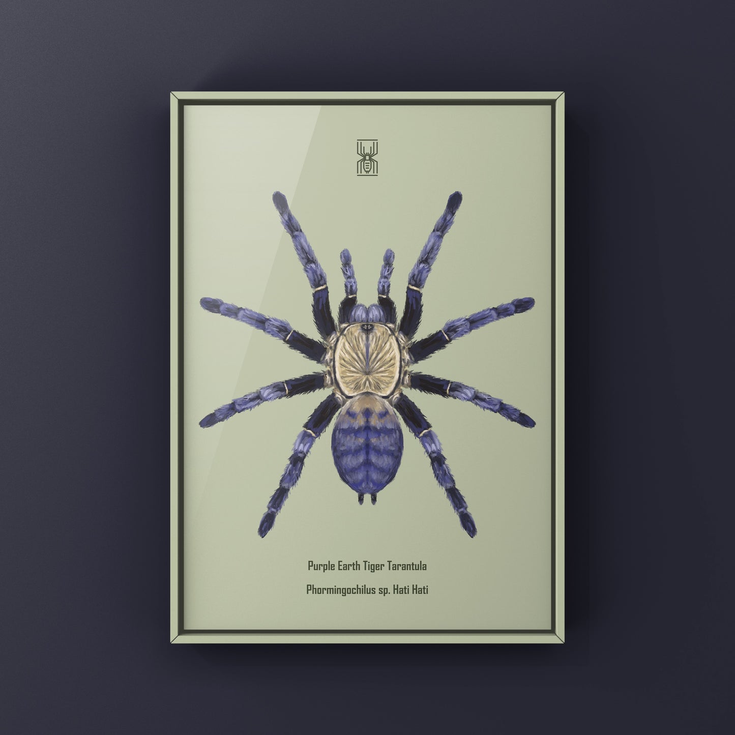 Purple Earth Tiger Tarantula, Phormingochilus Sp Hati Hati, Photographic Art Print from The Silk Ranch