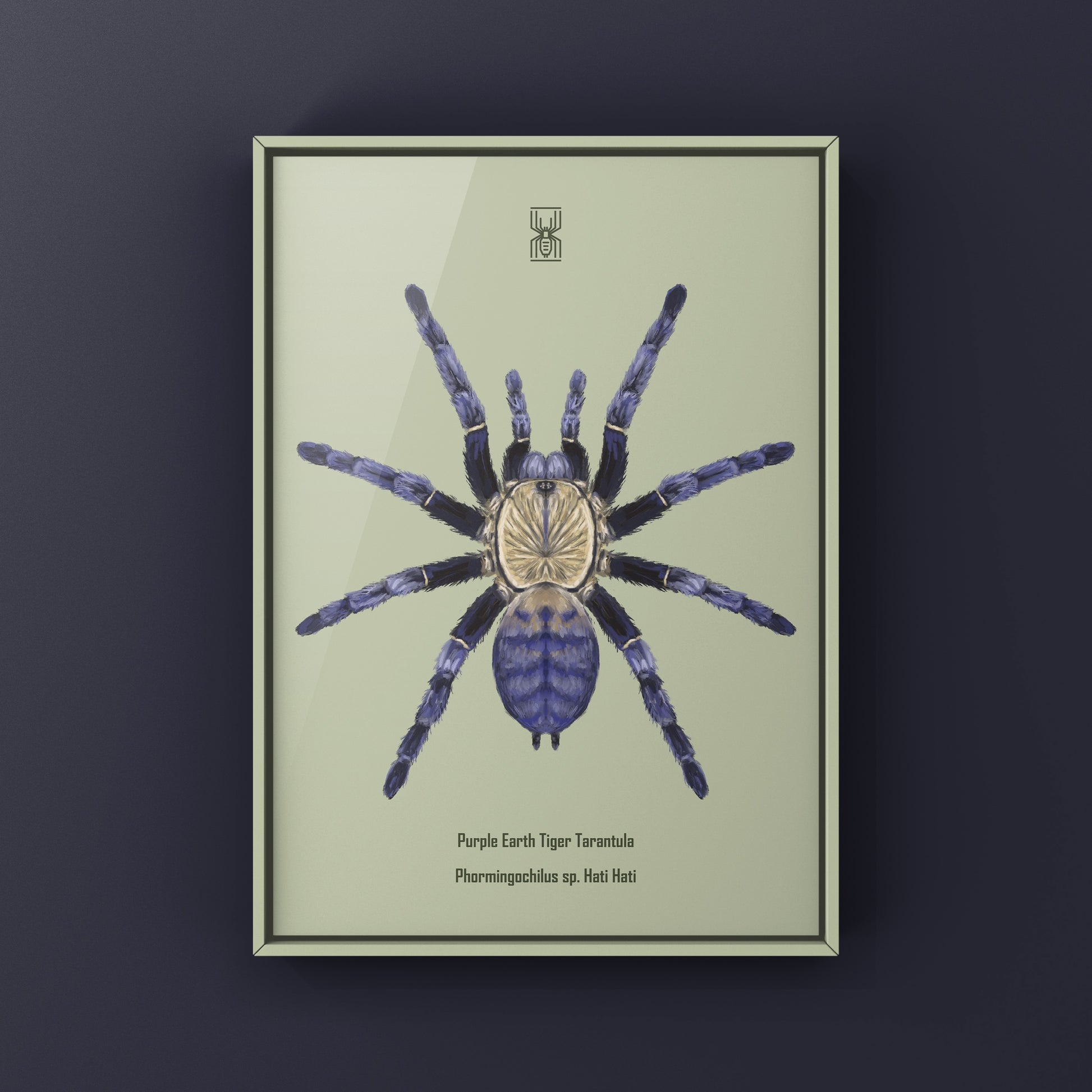 Purple Earth Tiger Tarantula, Phormingochilus Sp Hati Hati, Photographic Art Print from The Silk Ranch