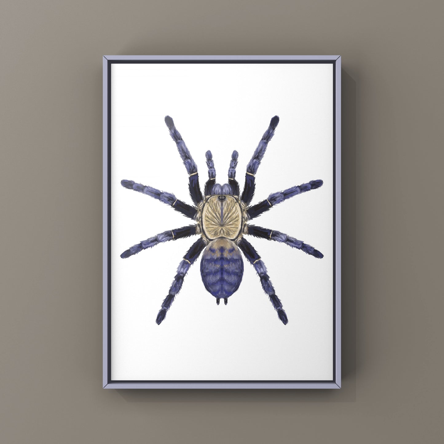 Purple Earth Tiger Tarantula, Phormingochilus Sp Hati Hati, Photographic Art Print from The Silk Ranch