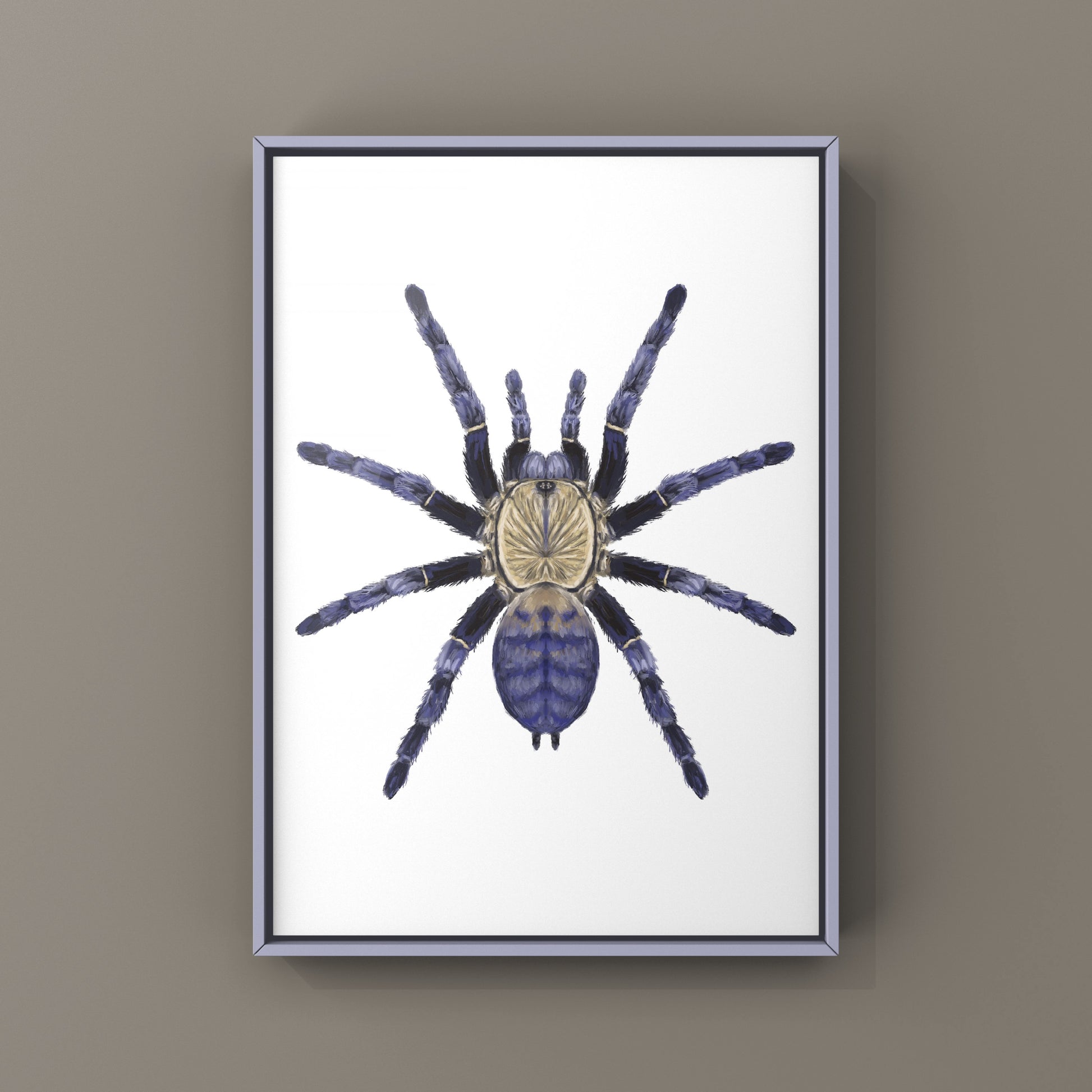 Purple Earth Tiger Tarantula, Phormingochilus Sp Hati Hati, Photographic Art Print from The Silk Ranch