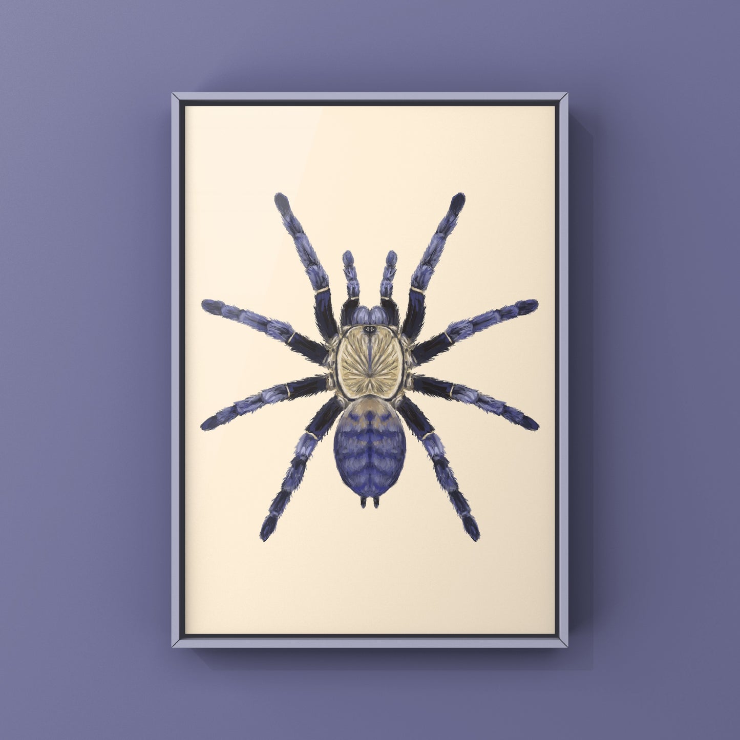 Purple Earth Tiger Tarantula, Phormingochilus Sp Hati Hati, Photographic Art Print from The Silk Ranch