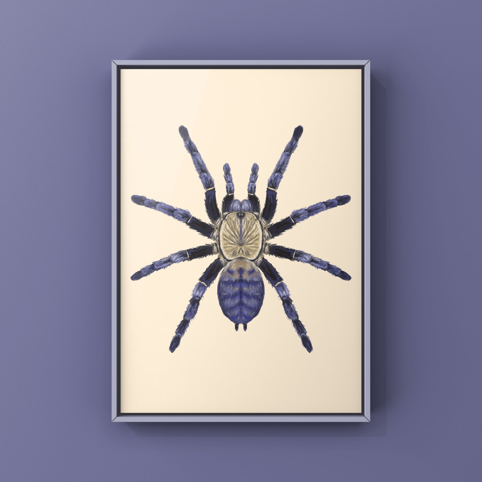 Purple Earth Tiger Tarantula, Phormingochilus Sp Hati Hati, Photographic Art Print from The Silk Ranch