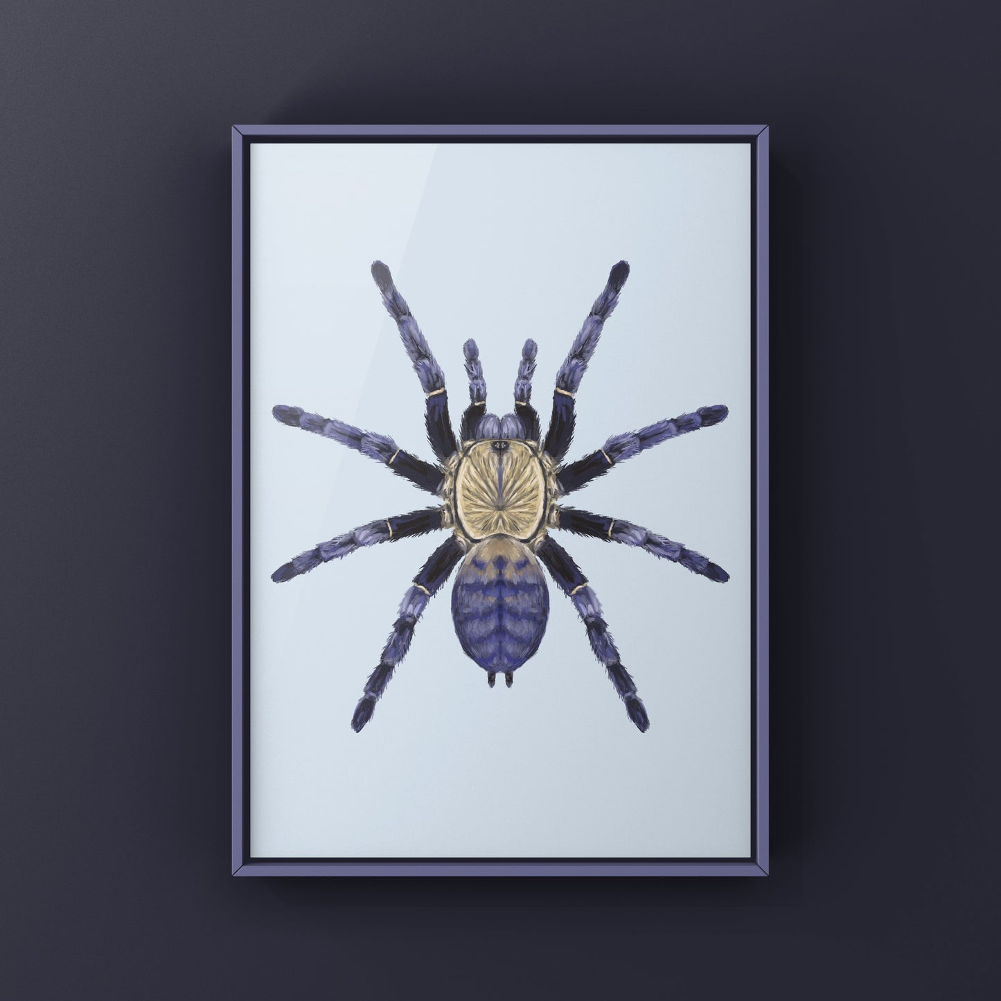 Purple Earth Tiger Tarantula, Phormingochilus Sp Hati Hati, Photographic Art Print from The Silk Ranch