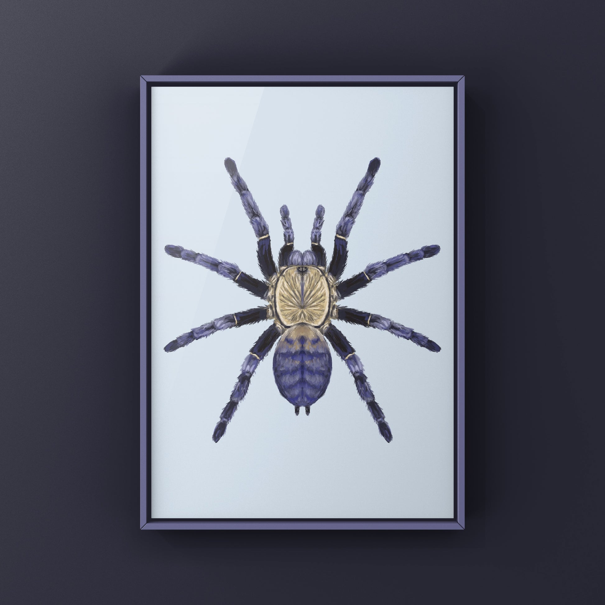 Purple Earth Tiger Tarantula, Phormingochilus Sp Hati Hati, Photographic Art Print from The Silk Ranch
