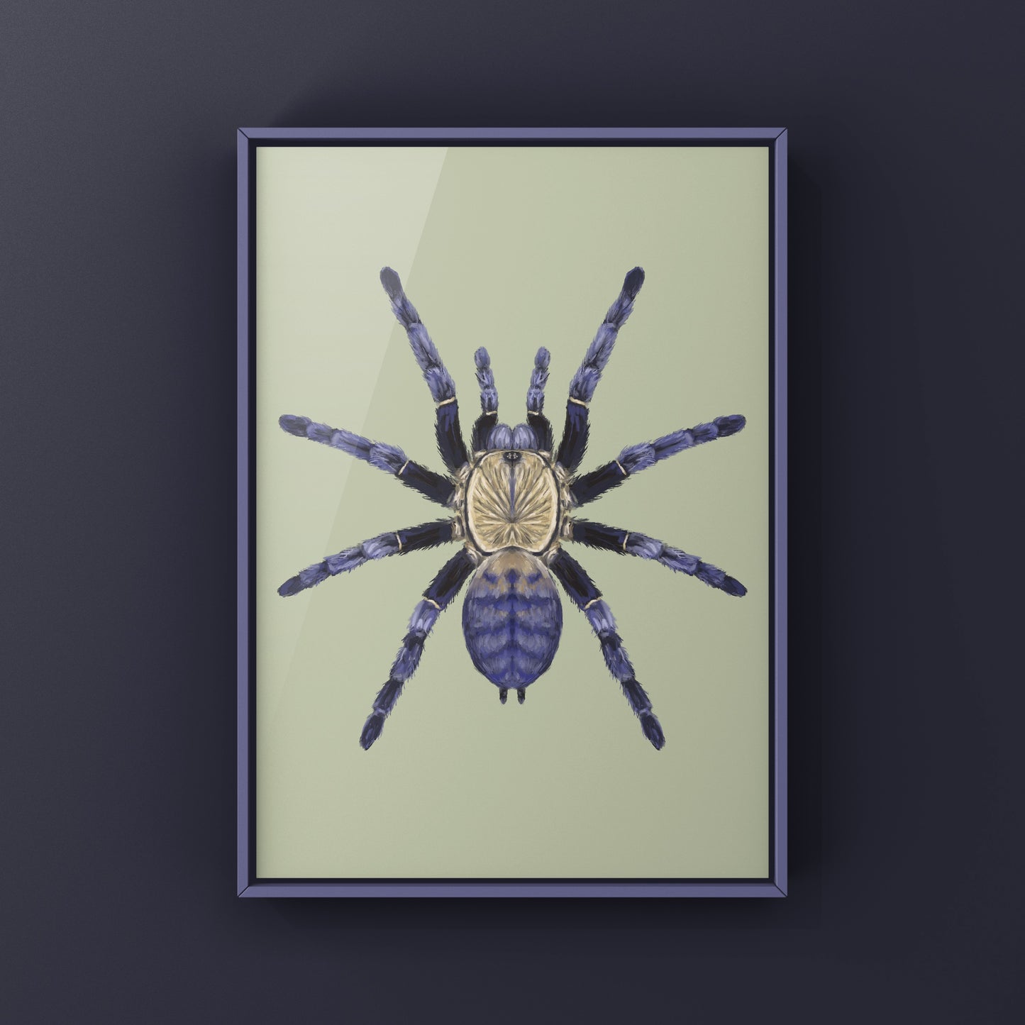 Purple Earth Tiger Tarantula, Phormingochilus Sp Hati Hati, Photographic Art Print from The Silk Ranch