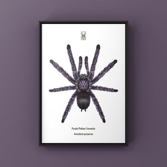 Purple Pinktoe Tarantula, Avicularia Purpurea, Photographic Art Print from The Silk Ranch