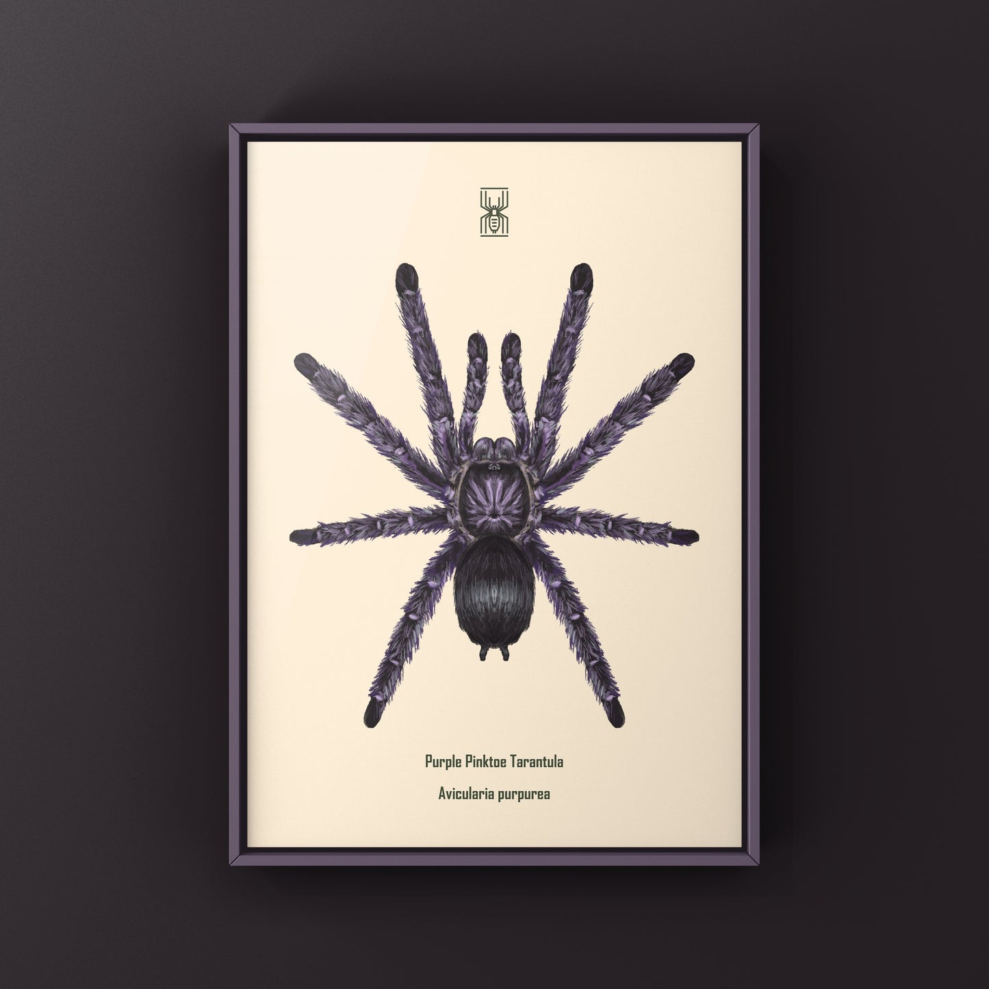 Purple Pinktoe Tarantula, Avicularia Purpurea, Photographic Art Print from The Silk Ranch