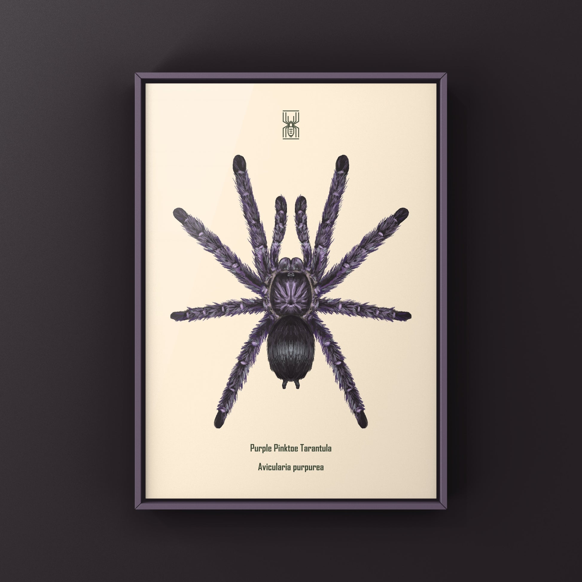 Purple Pinktoe Tarantula, Avicularia Purpurea, Photographic Art Print from The Silk Ranch