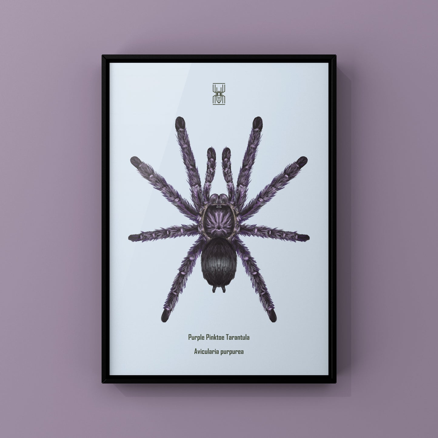 Purple Pinktoe Tarantula, Avicularia Purpurea, Photographic Art Print from The Silk Ranch