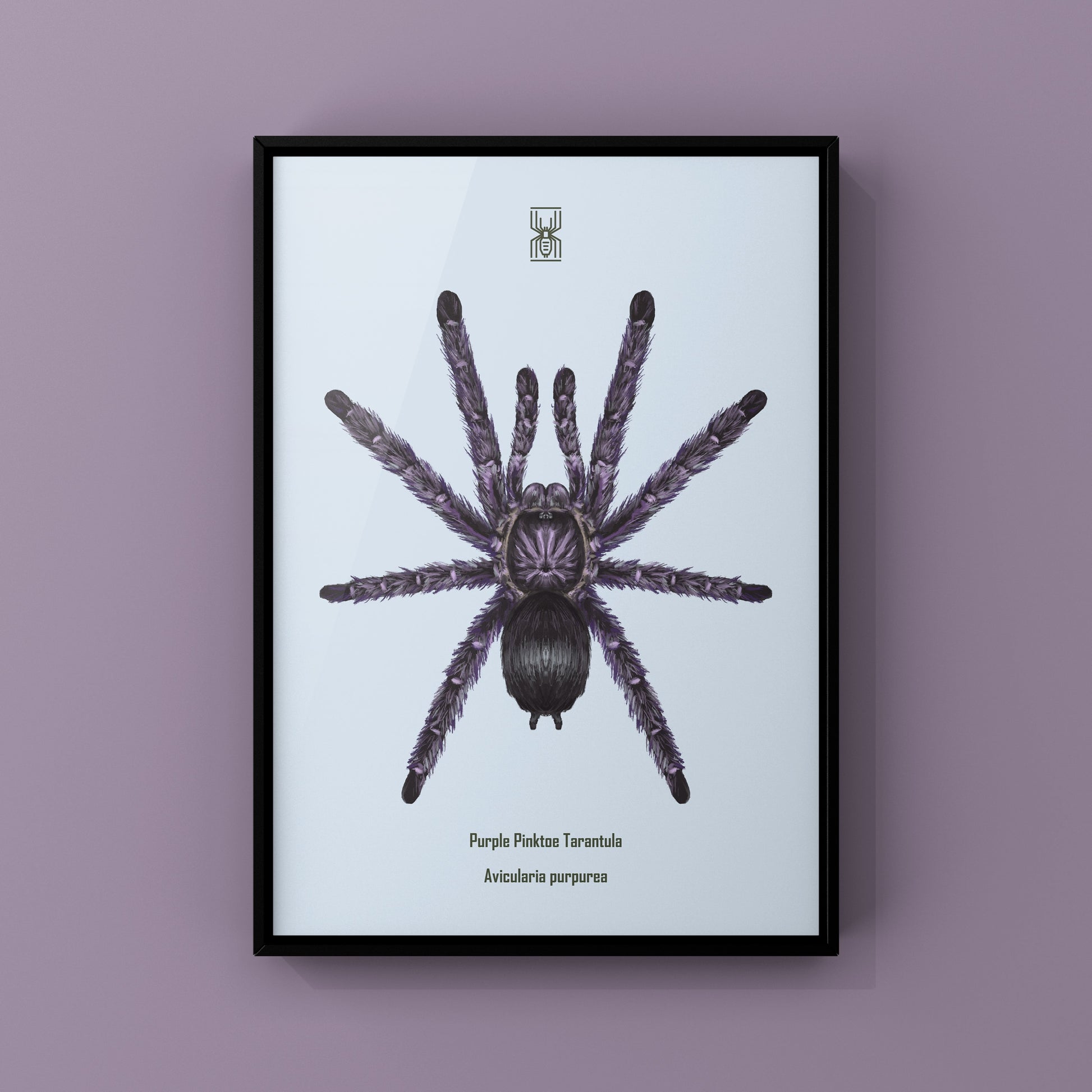 Purple Pinktoe Tarantula, Avicularia Purpurea, Photographic Art Print from The Silk Ranch