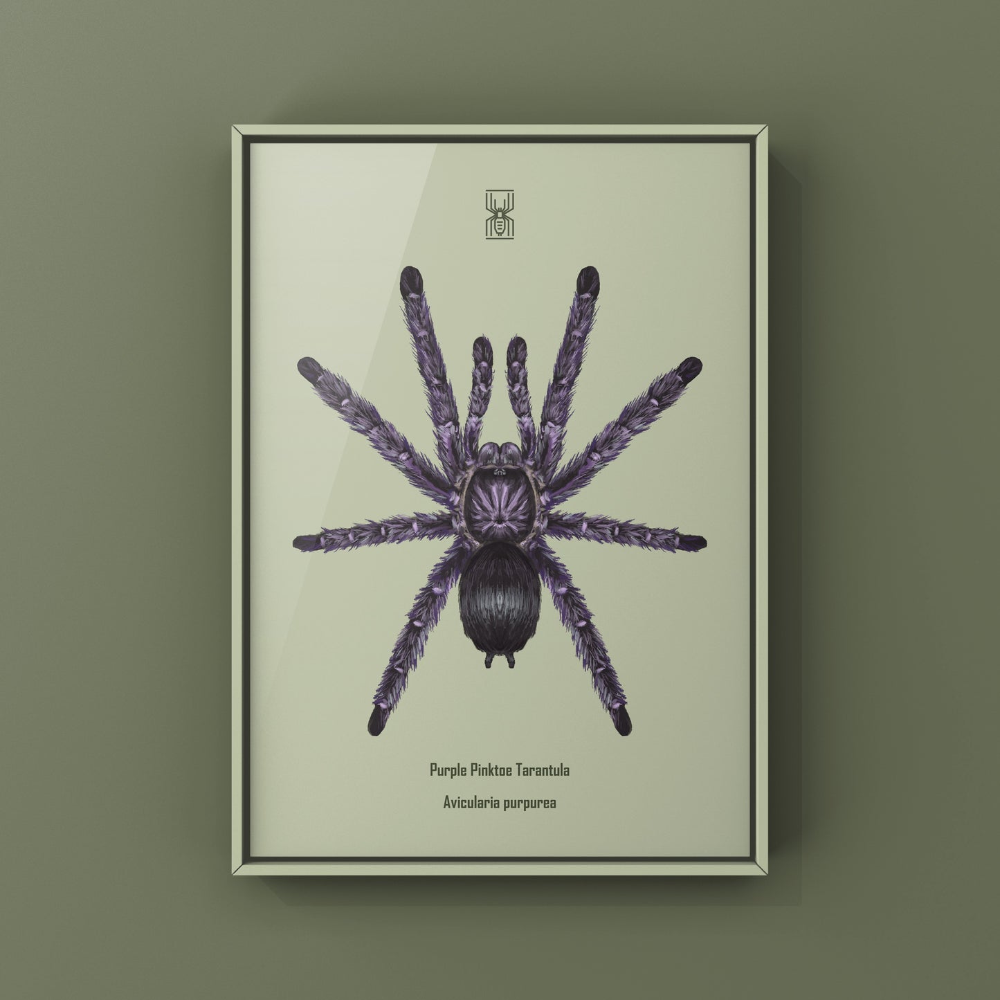 Purple Pinktoe Tarantula, Avicularia Purpurea, Photographic Art Print from The Silk Ranch