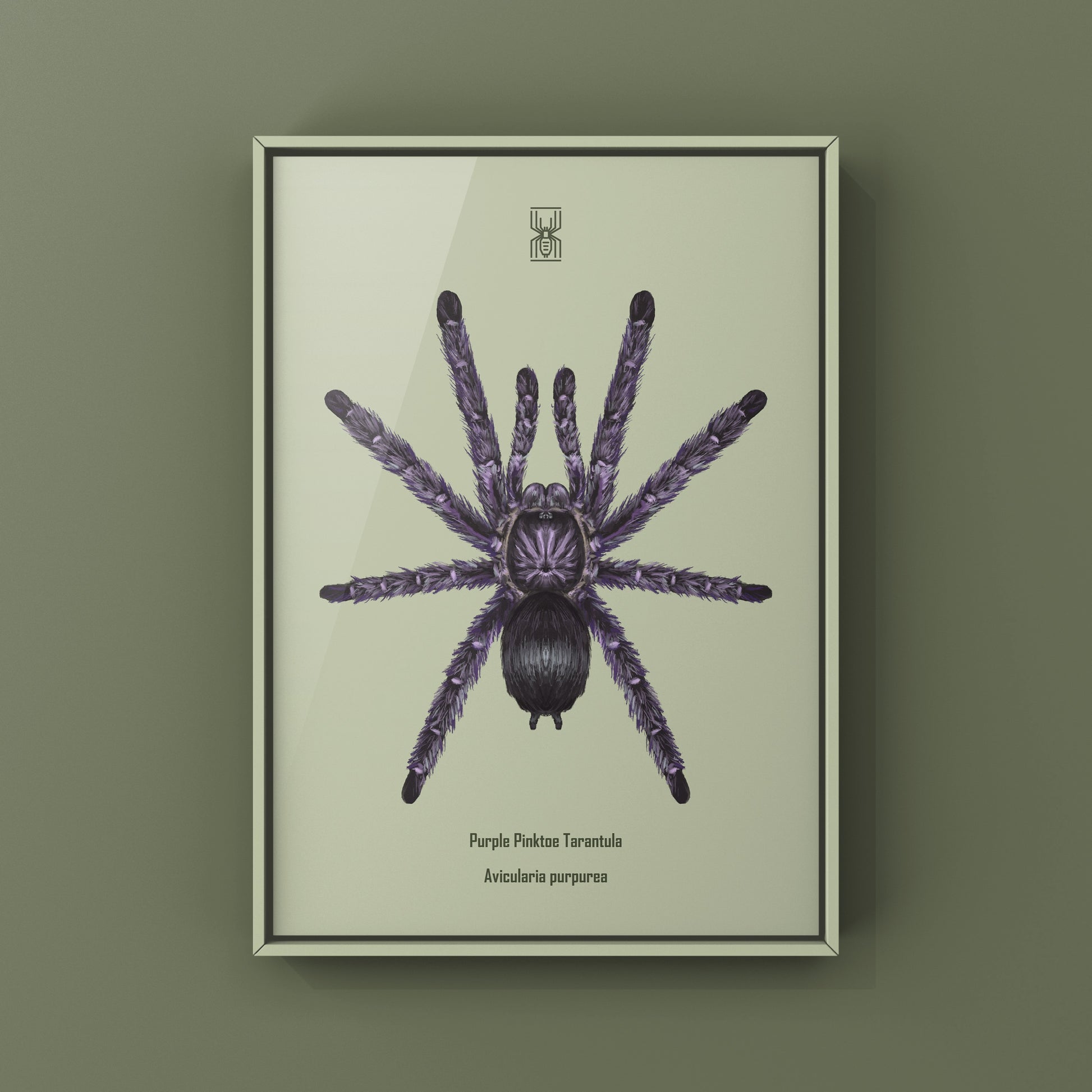 Purple Pinktoe Tarantula, Avicularia Purpurea, Photographic Art Print from The Silk Ranch