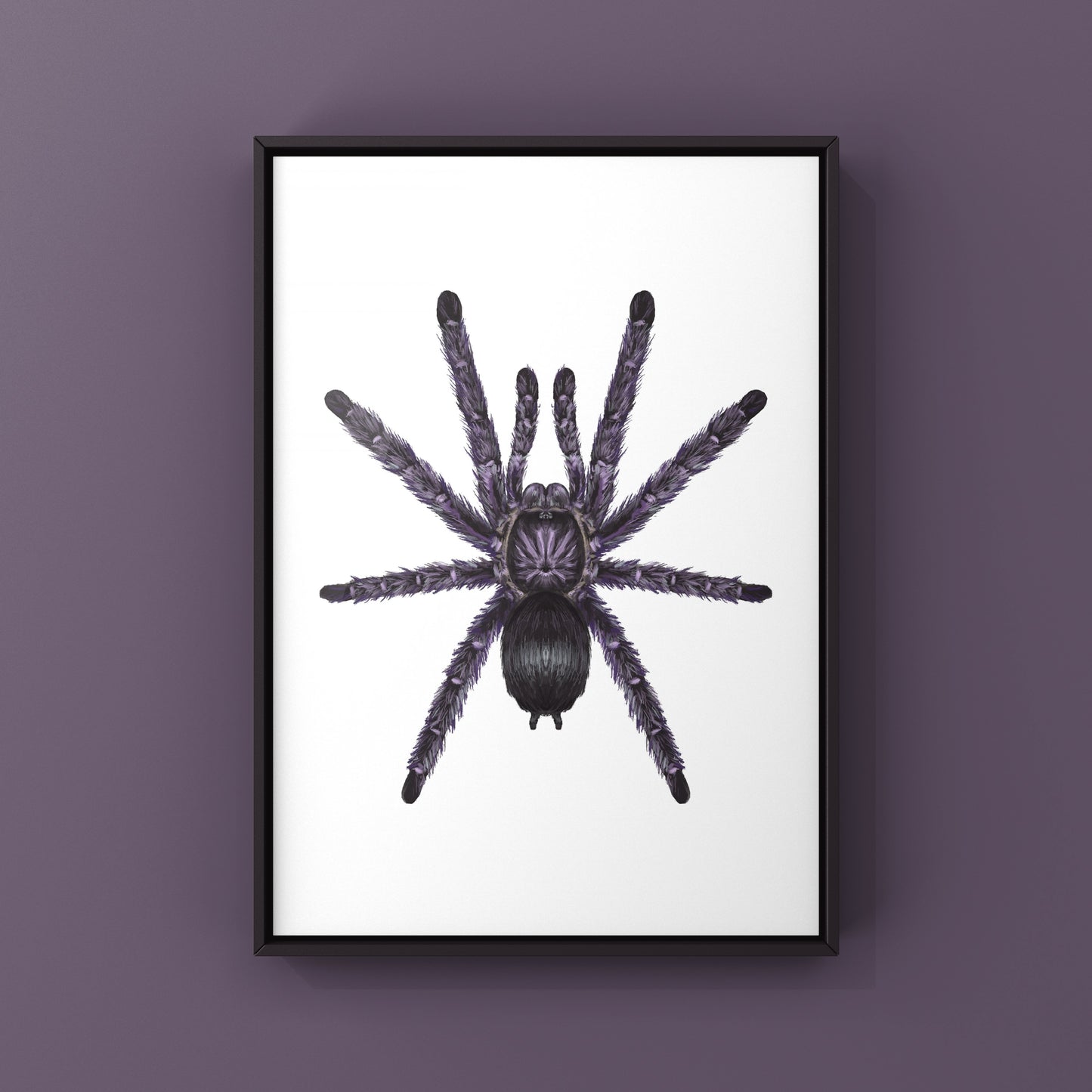 Purple Pinktoe Tarantula, Avicularia Purpurea, Photographic Art Print from The Silk Ranch