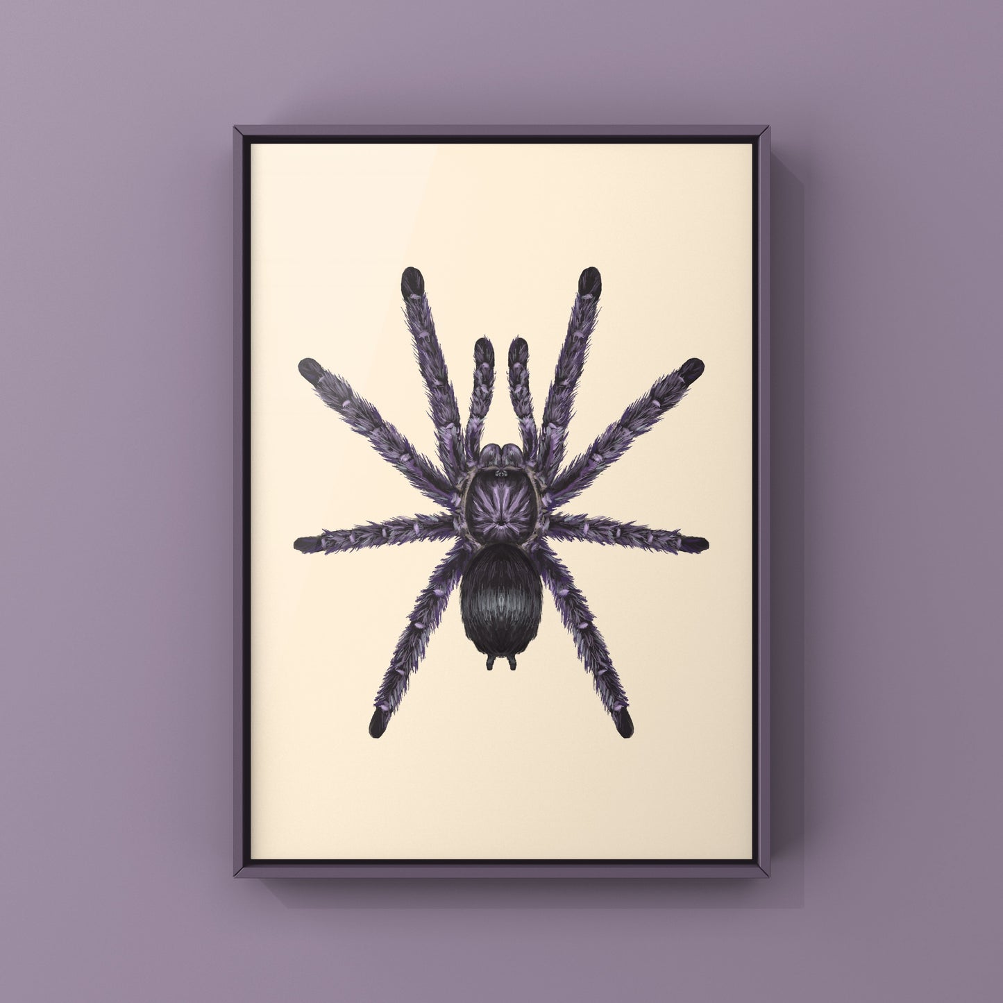 Purple Pinktoe Tarantula, Avicularia Purpurea, Photographic Art Print from The Silk Ranch
