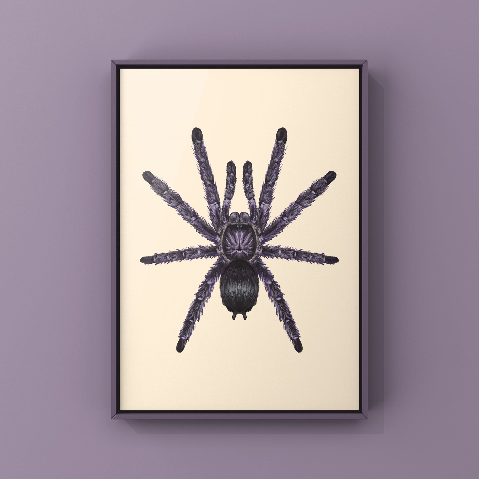 Purple Pinktoe Tarantula, Avicularia Purpurea, Photographic Art Print from The Silk Ranch