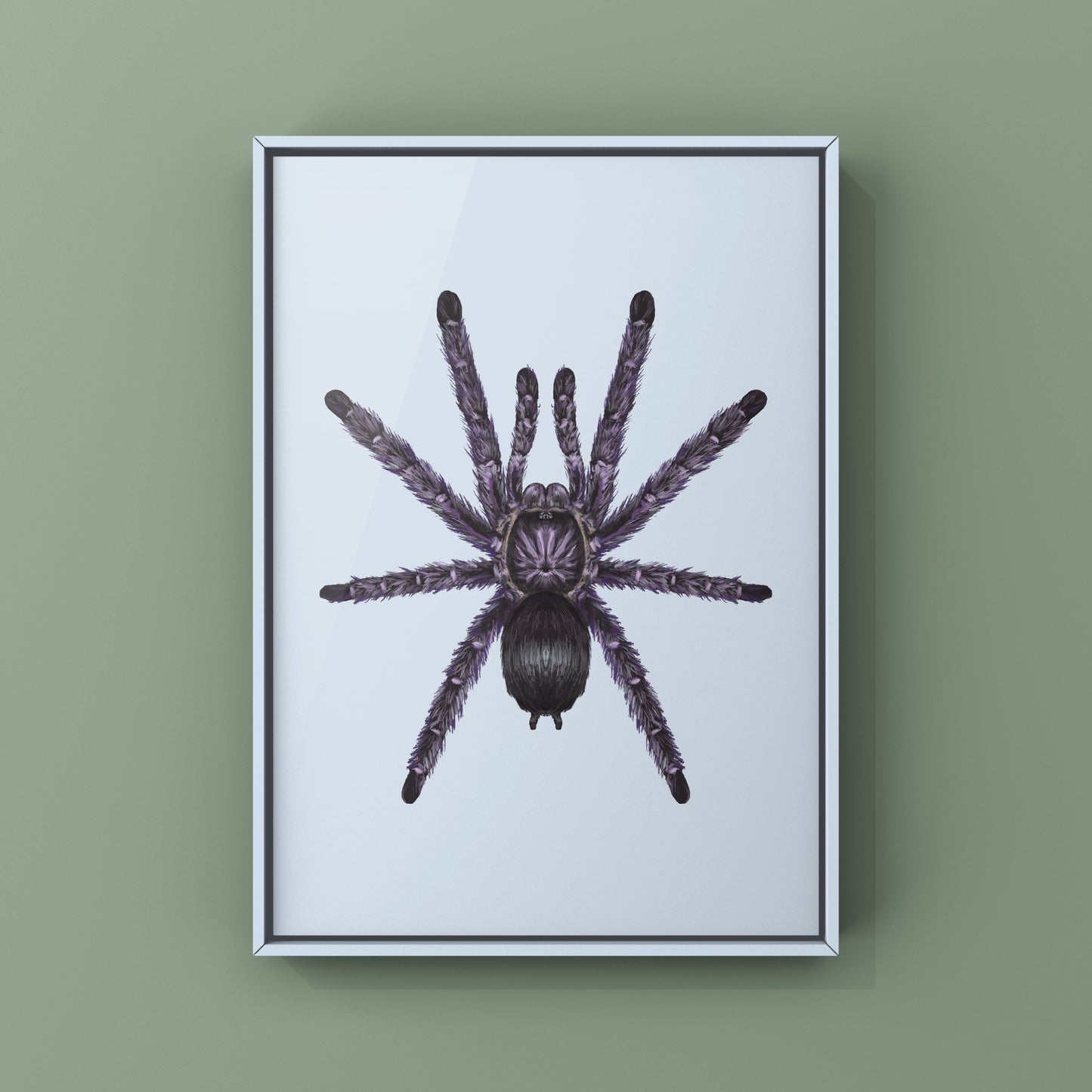 Purple Pinktoe Tarantula, Avicularia Purpurea, Photographic Art Print from The Silk Ranch