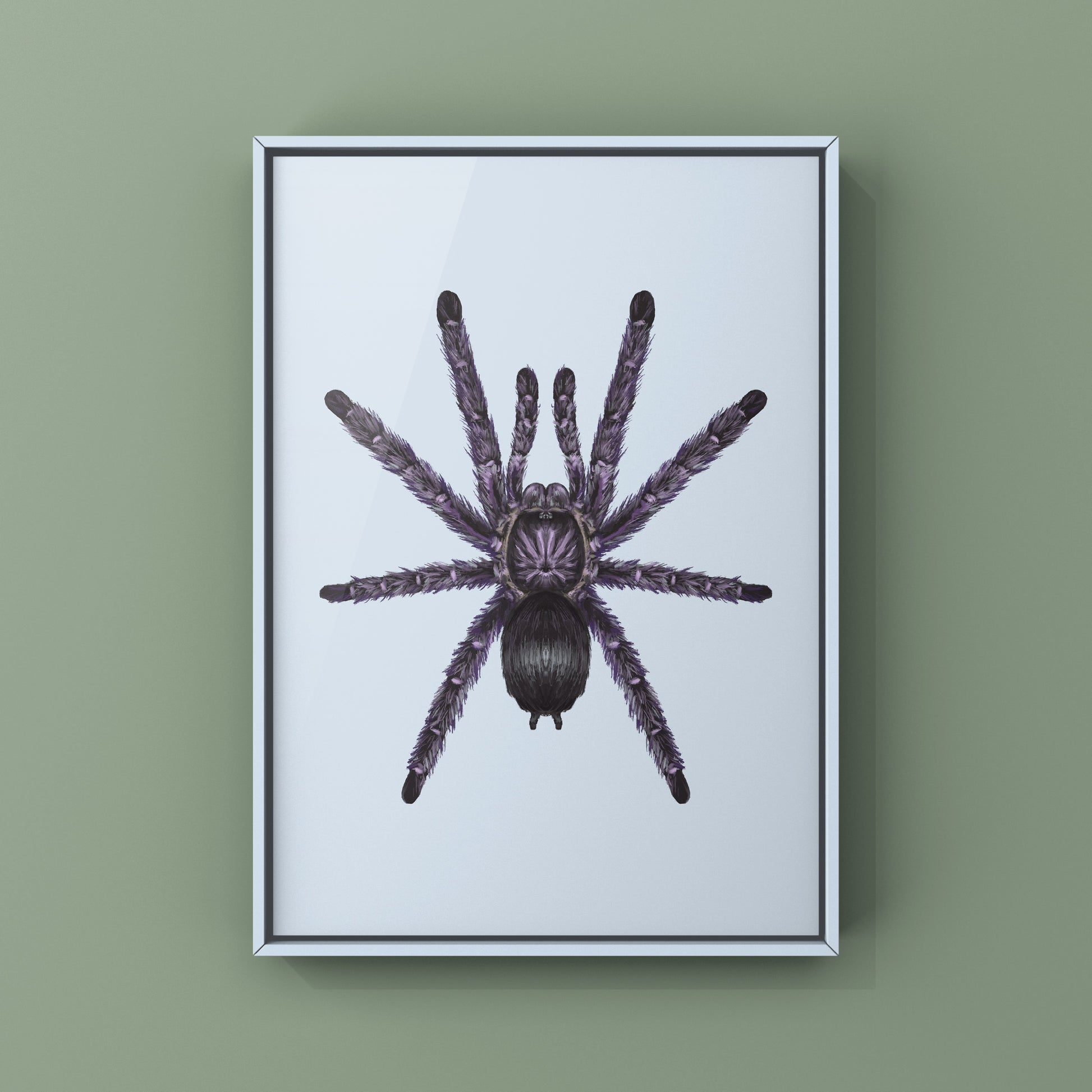 Purple Pinktoe Tarantula, Avicularia Purpurea, Photographic Art Print from The Silk Ranch