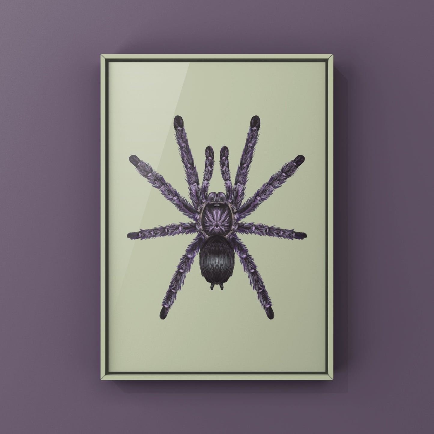 Purple Pinktoe Tarantula, Avicularia Purpurea, Photographic Art Print from The Silk Ranch