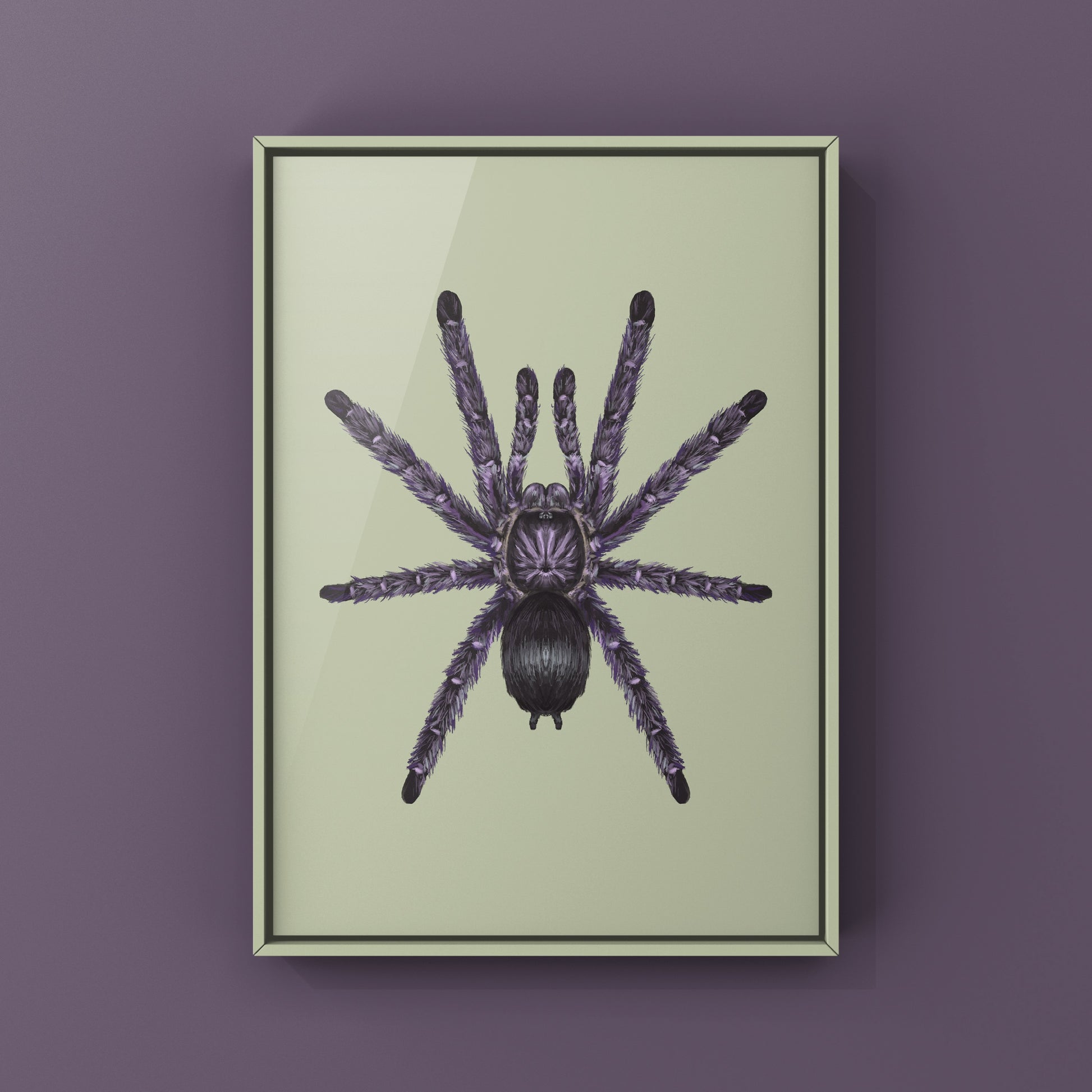 Purple Pinktoe Tarantula, Avicularia Purpurea, Photographic Art Print from The Silk Ranch