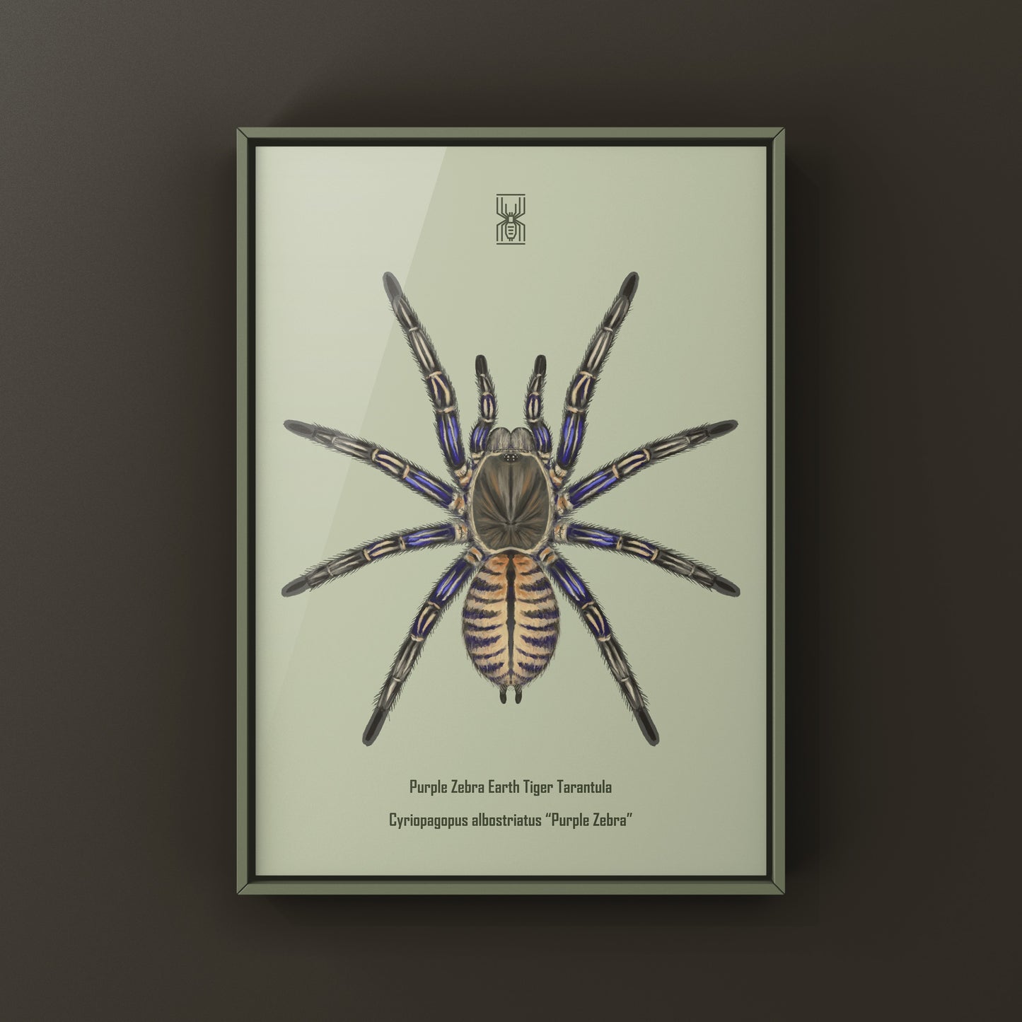 Purple Zebra Earth Tiger Tarantula, Cyriopagopus Albostriatus, Photographic Art Print from The Silk Ranch