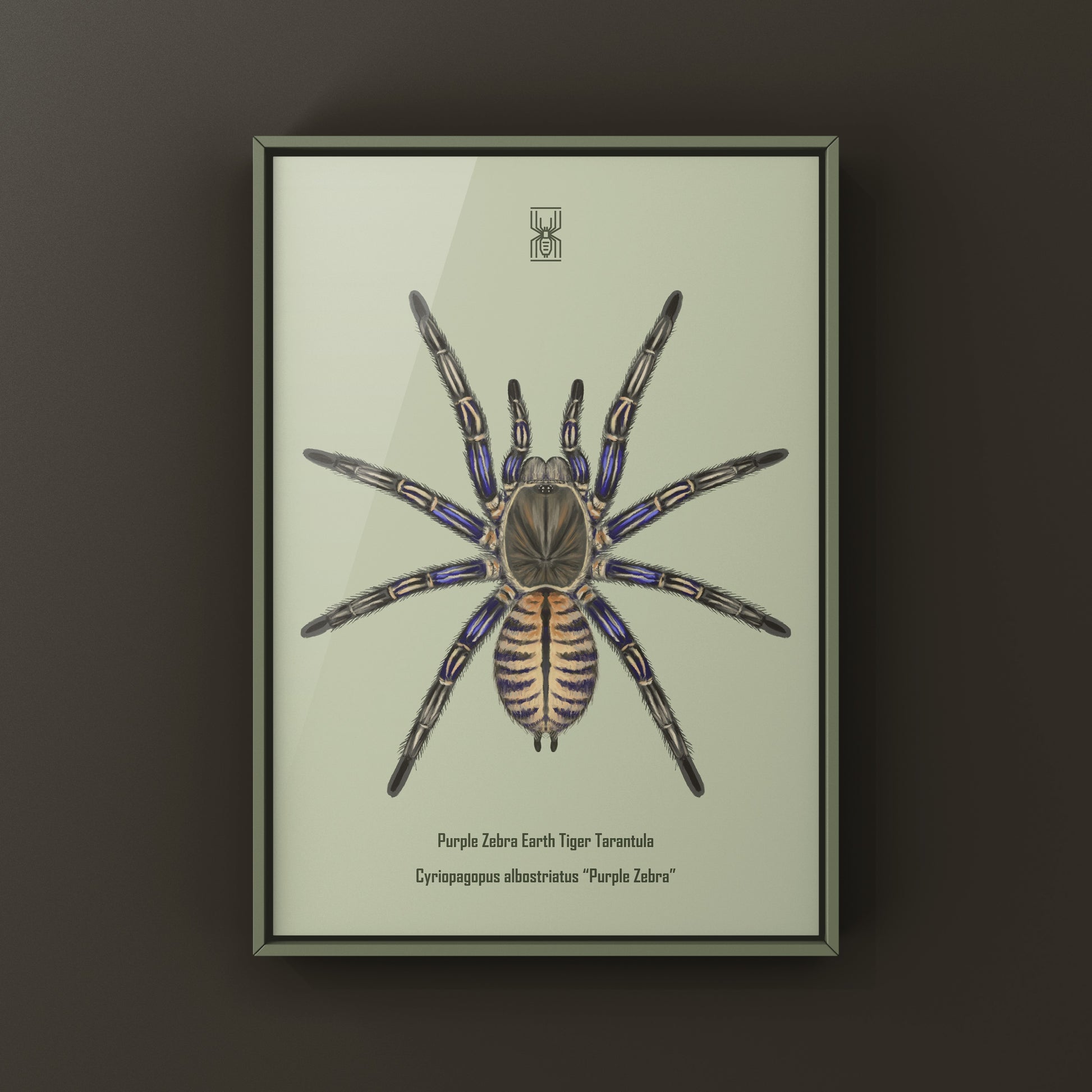 Purple Zebra Earth Tiger Tarantula, Cyriopagopus Albostriatus, Photographic Art Print from The Silk Ranch