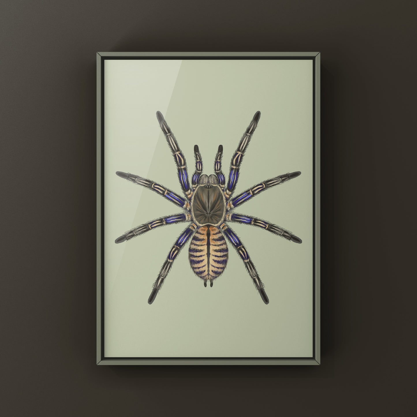 Purple Zebra Earth Tiger Tarantula, Cyriopagopus Albostriatus, Photographic Art Print from The Silk Ranch