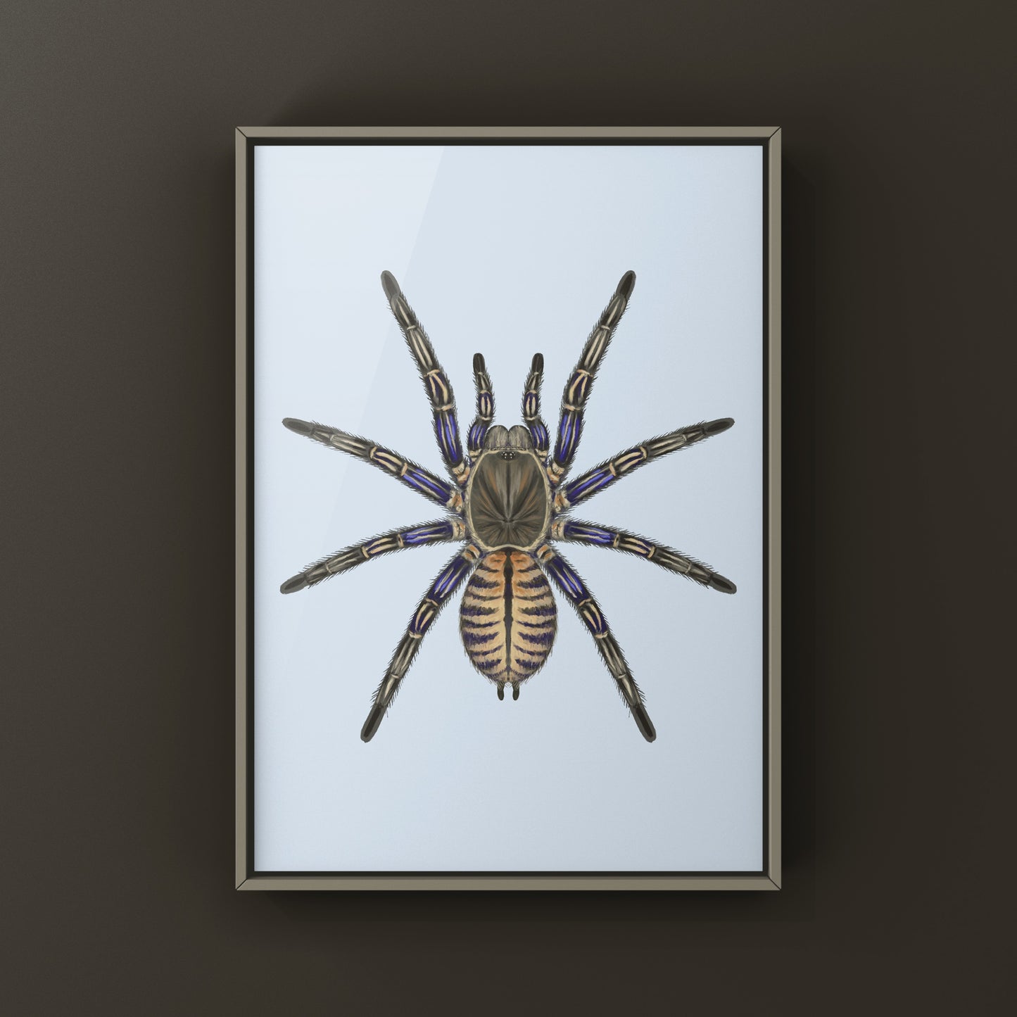 Purple Zebra Earth Tiger Tarantula, Cyriopagopus Albostriatus, Photographic Art Print from The Silk Ranch